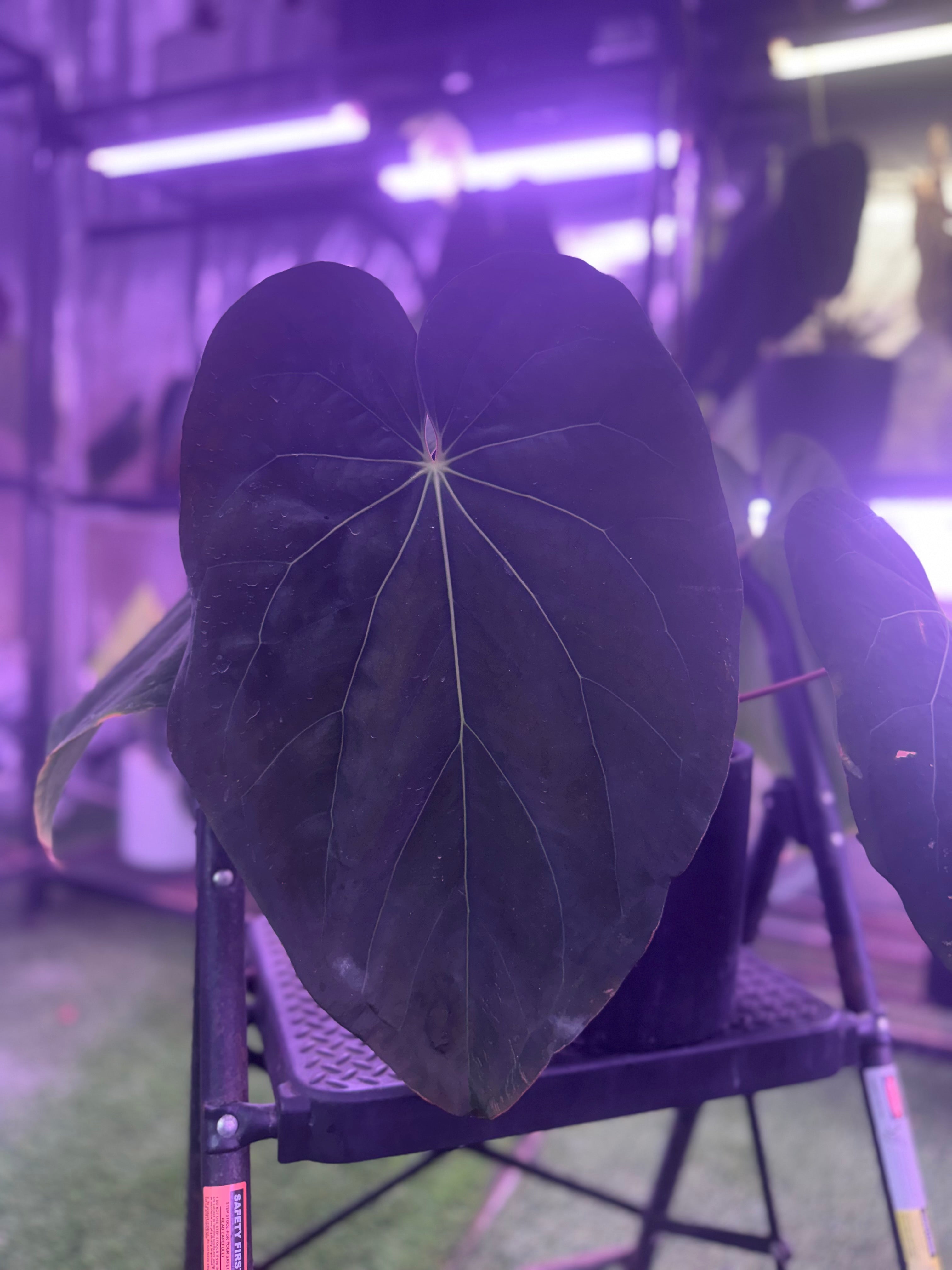 Anthurium (BVEP x “Black Widow x Michelle”) x “Black Widow x Michelle”