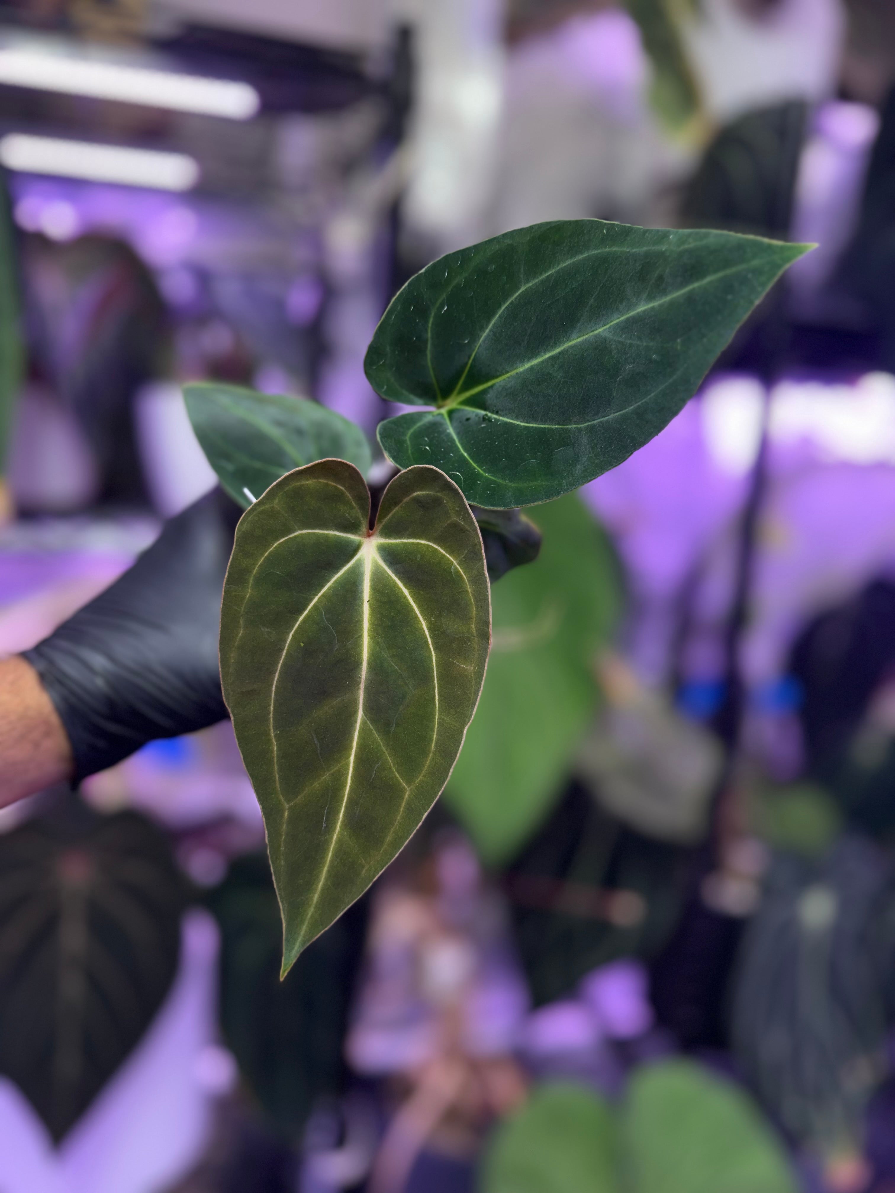 Anthurium (carlablackiae District x “Black Widow x Michelle Buz2) x PapX