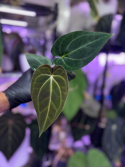 Anthurium (carlablackiae District x “Black Widow x Michelle Buz2) x PapX