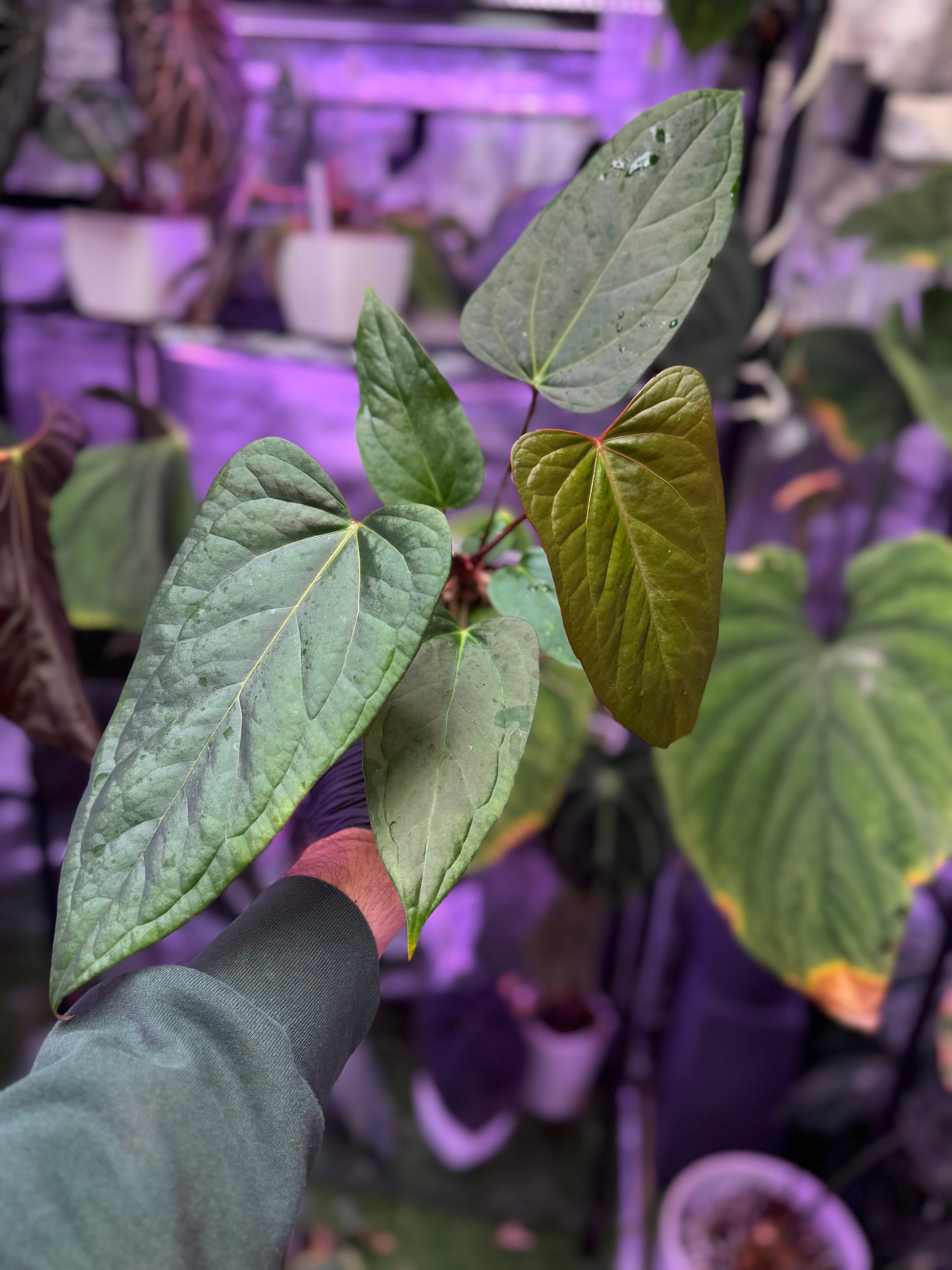 Anthurium "Stripey" x ustuopoense