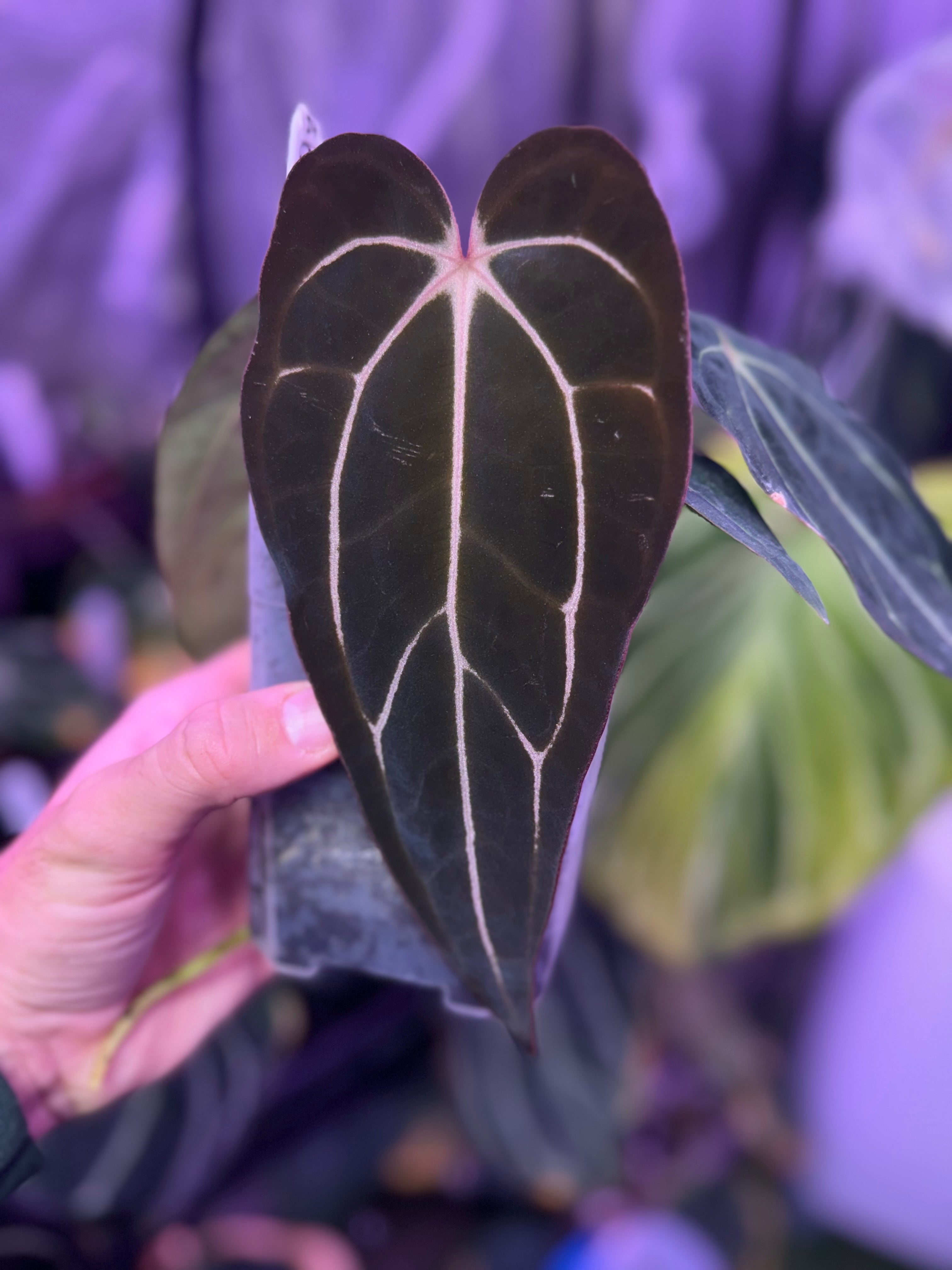 Anthurium carlablackiae – Buz Plants