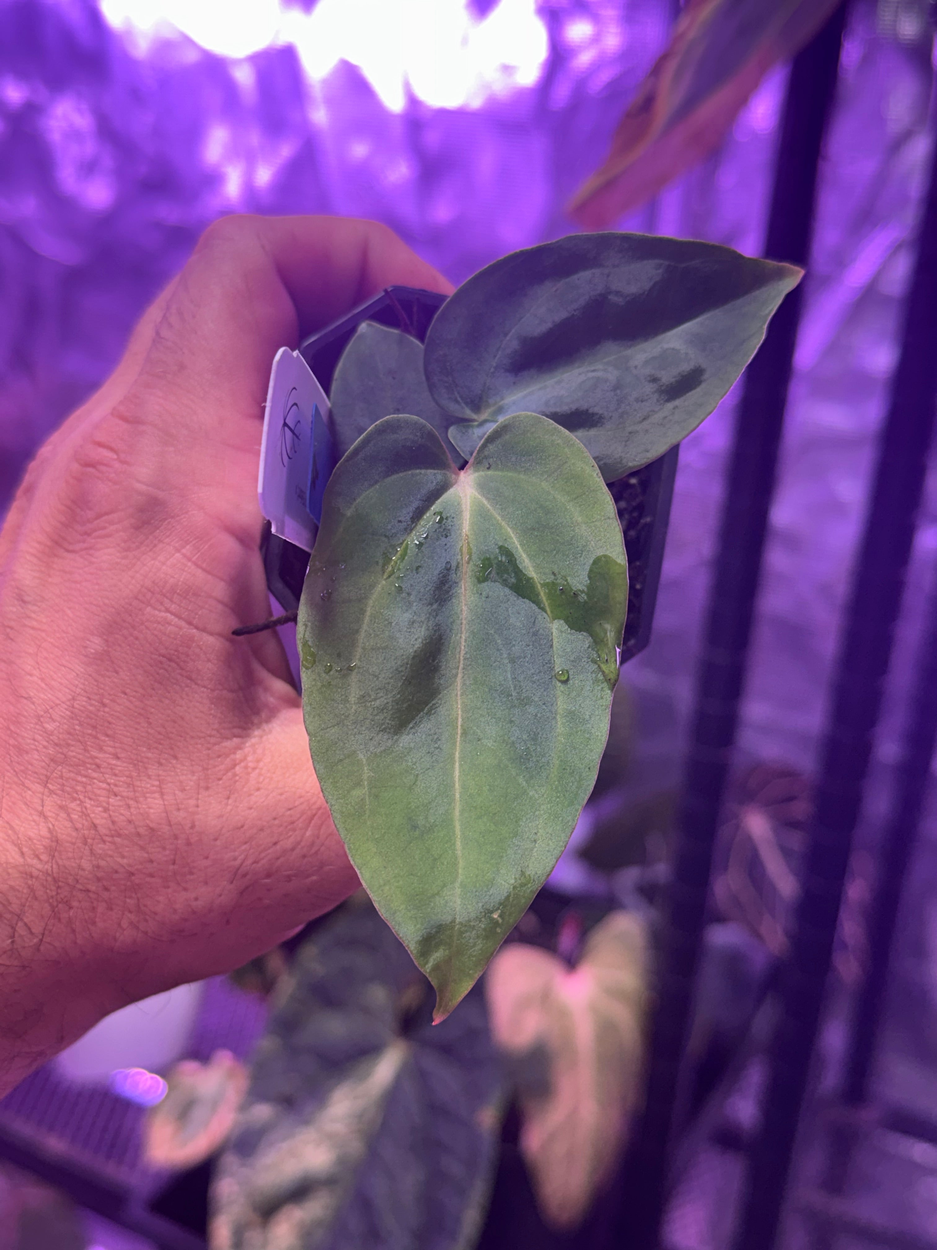 Anthurium carlablackiae District x (BVEP Elefont x “Black Widow x Michelle”)