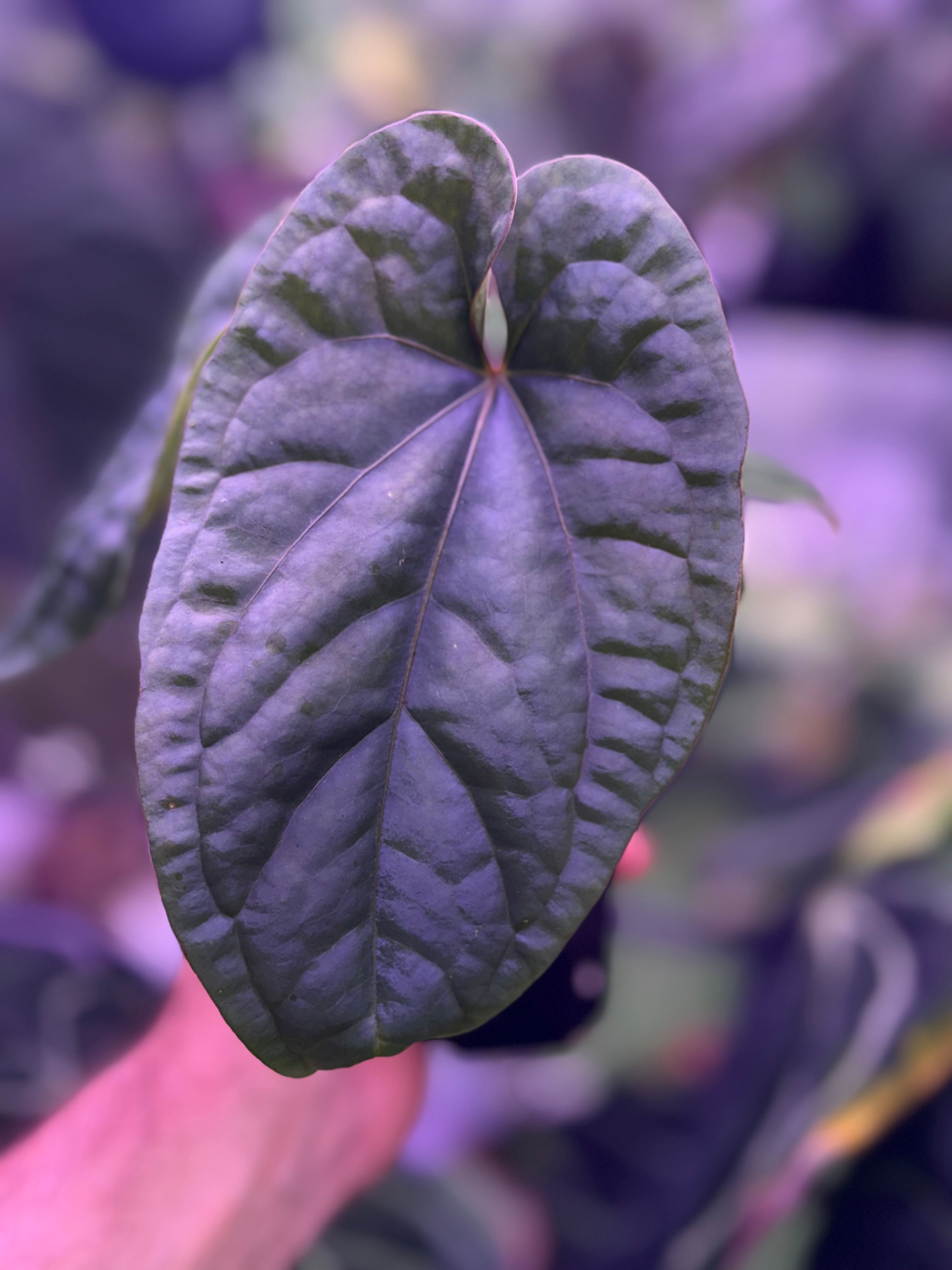 Anthurium dressleri x debile