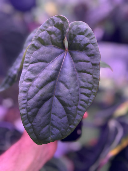 Anthurium dressleri x debile