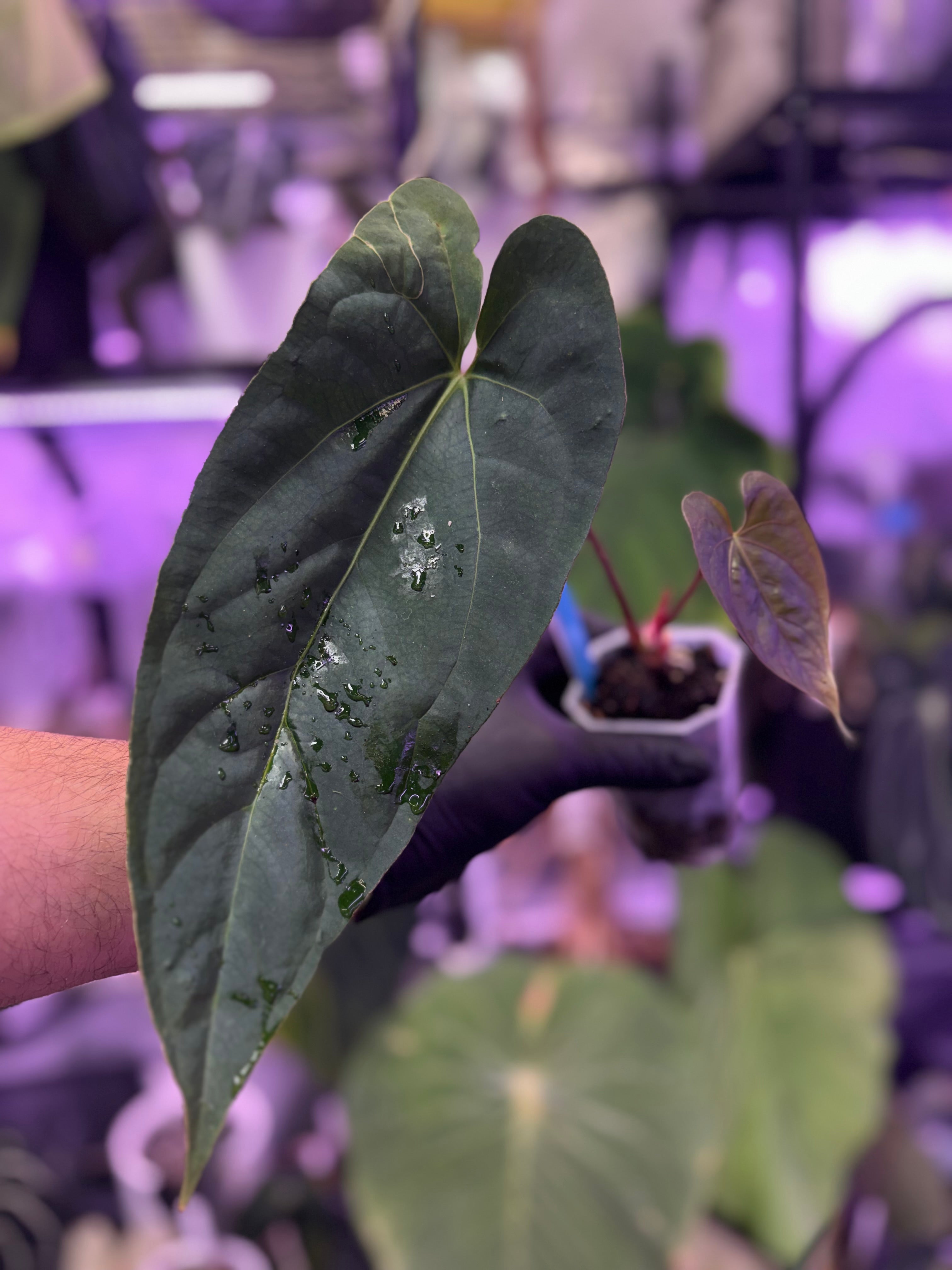 Anthurium NSE port F2