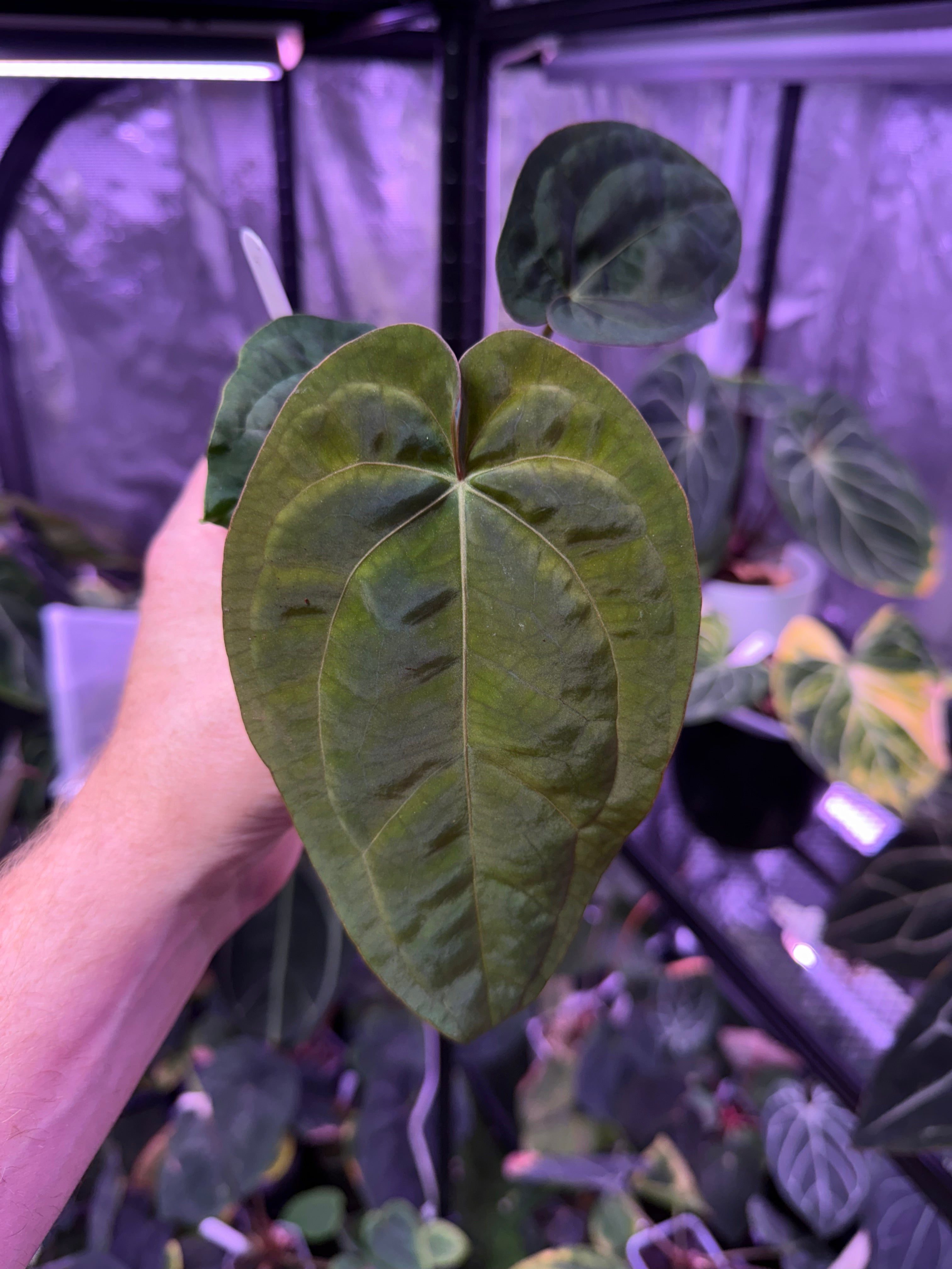 Anthurium Black Widow x Michelle X dressleri F1 A