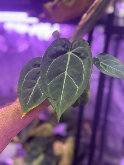 Anthurium (carlablackiae District x Black Widow x Michelle buz2) x Tim Andersons “Stripey”