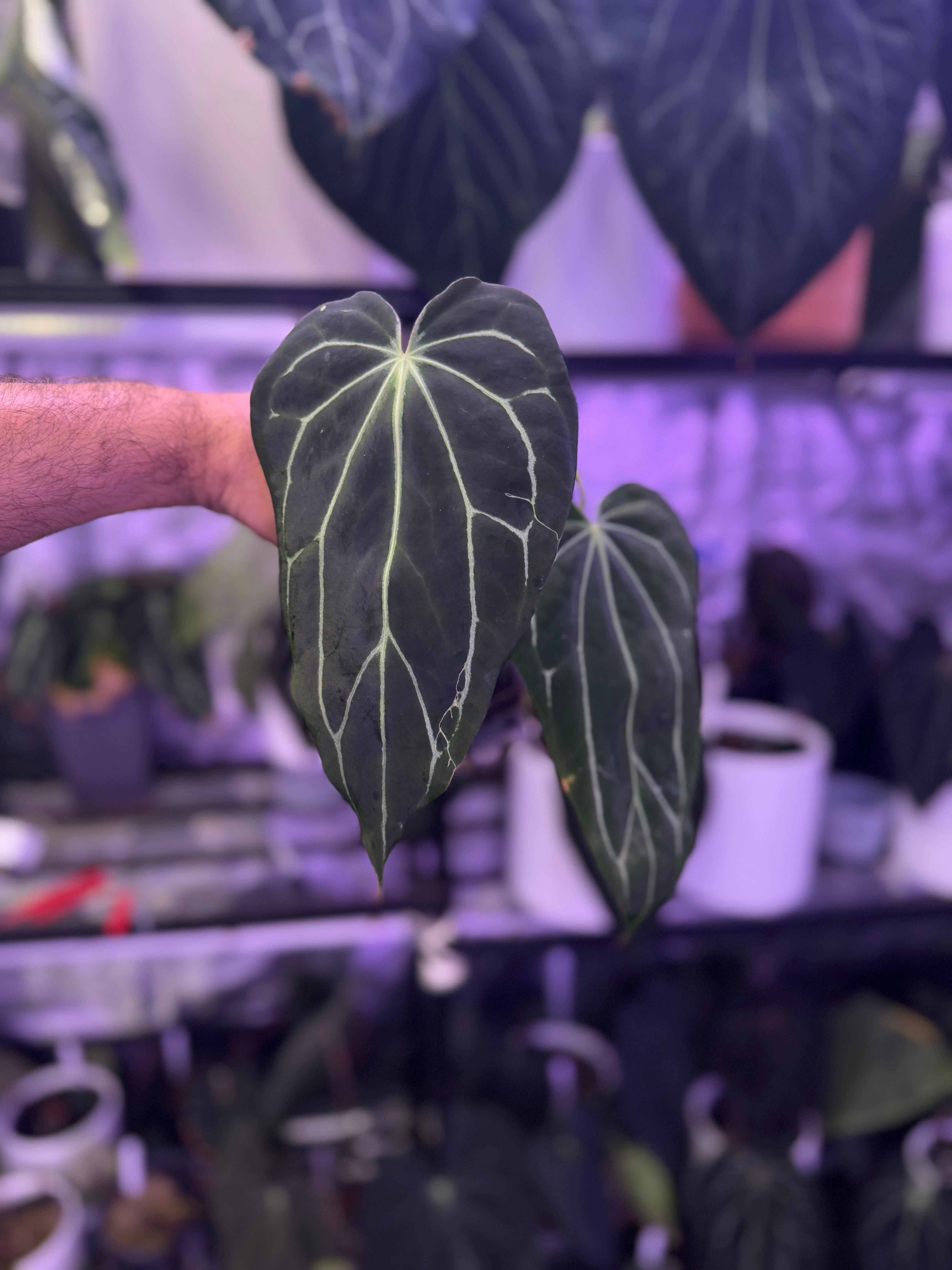 Anthurium Araña x Tim Andersons ‘Stripey’