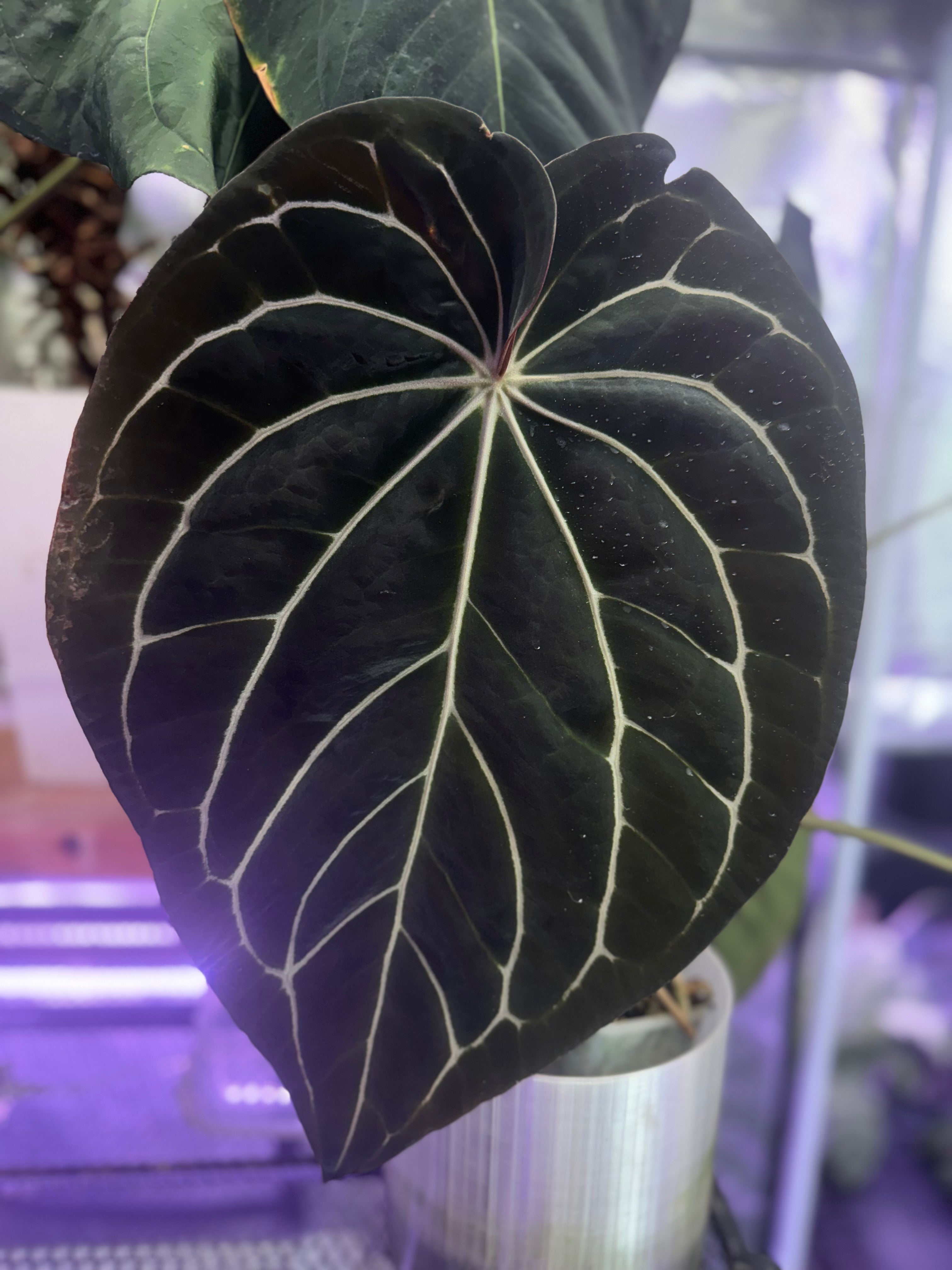 Anthurium (carlablackiae “District” x “Black Widow x Michelle Buz2”) x Tim Anderson “Stripey”