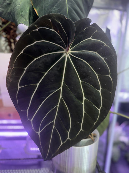 Anthurium (carlablackiae “District” x “Black Widow x Michelle Buz2”) x Tim Anderson “Stripey”