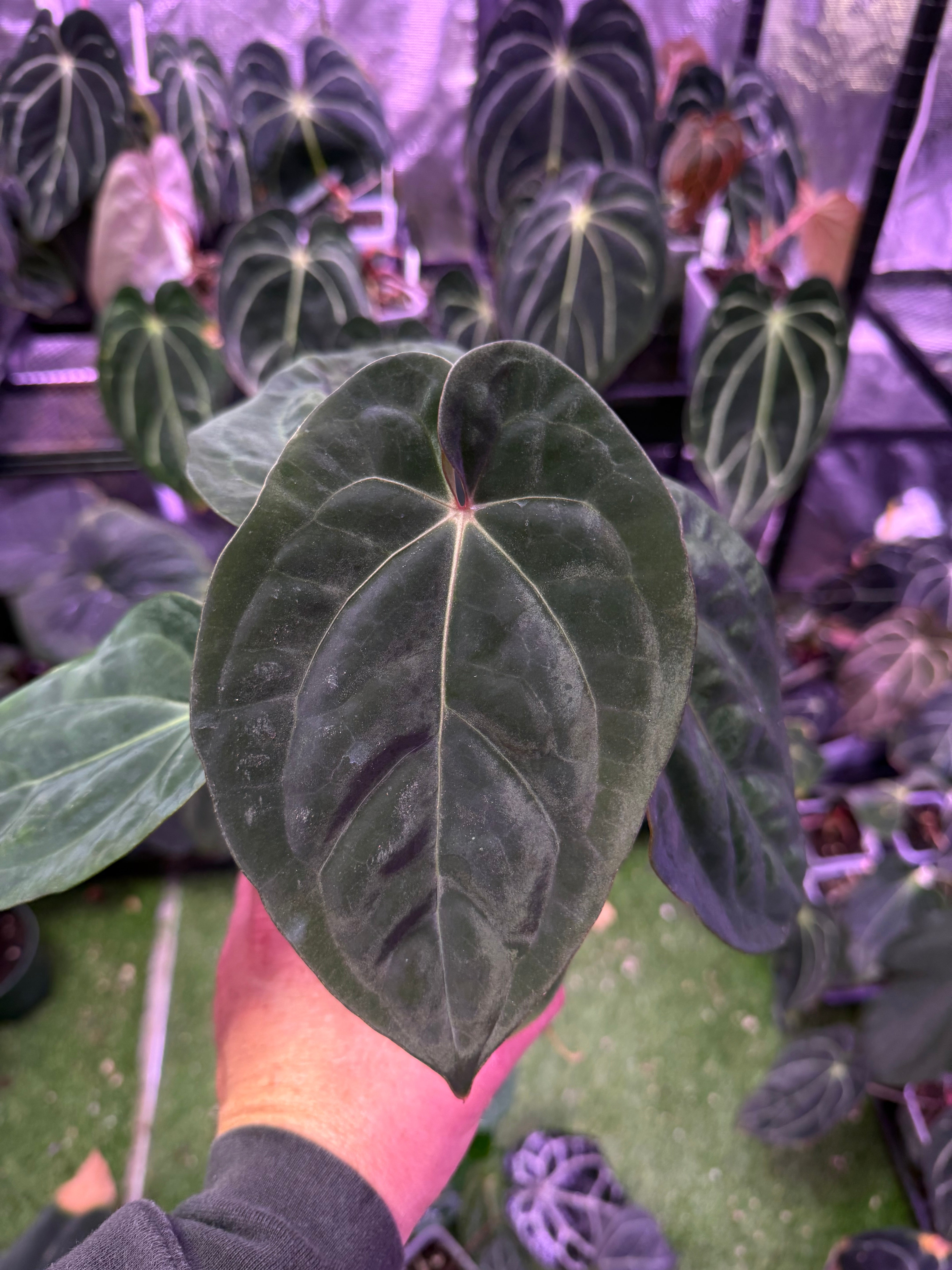 Anthurium "Blood Moon" x BVEP