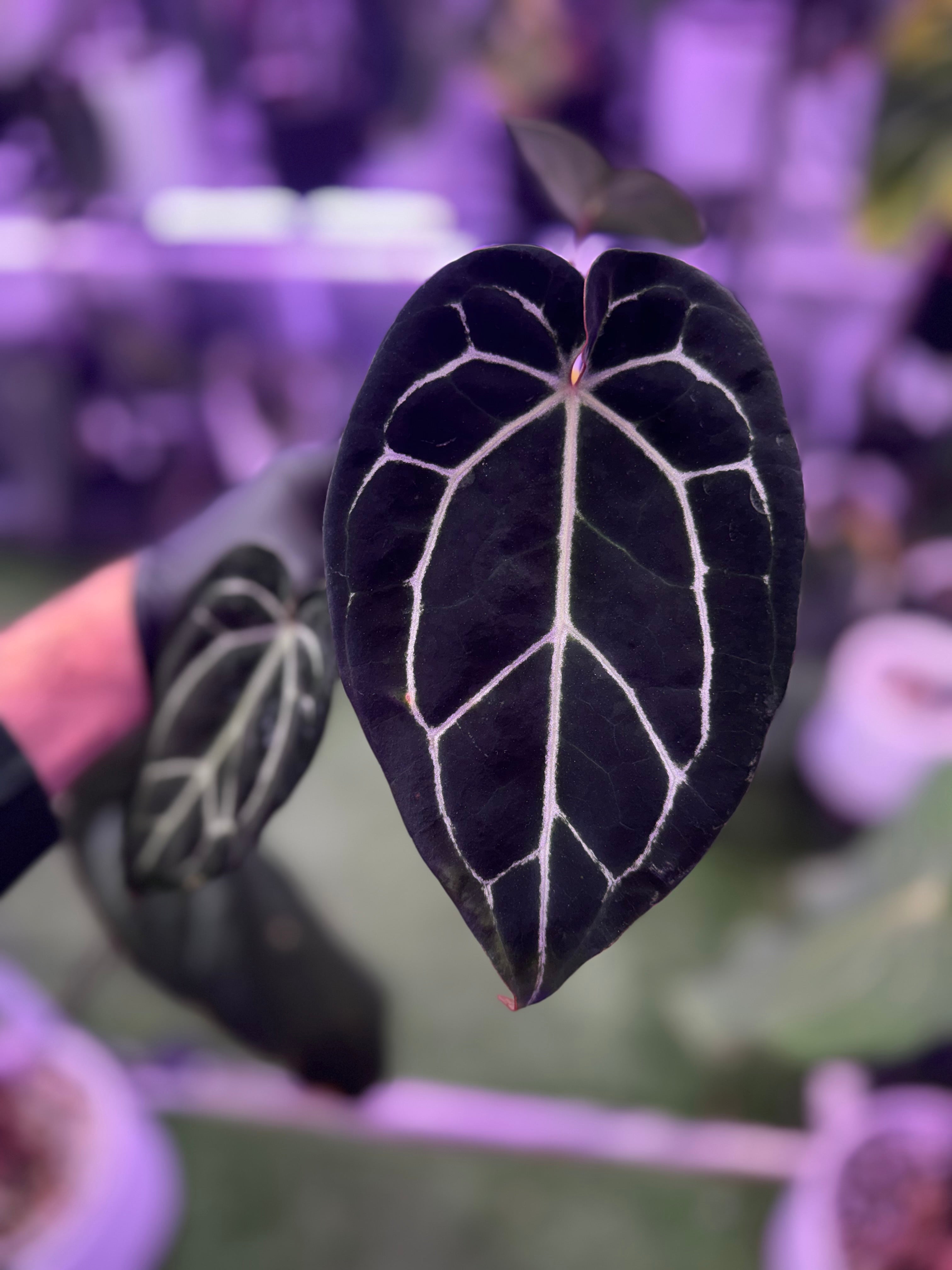 Anthurium (BVEP x ‘Black Widow x Michelle) x ‘Black Widow x Michelle’