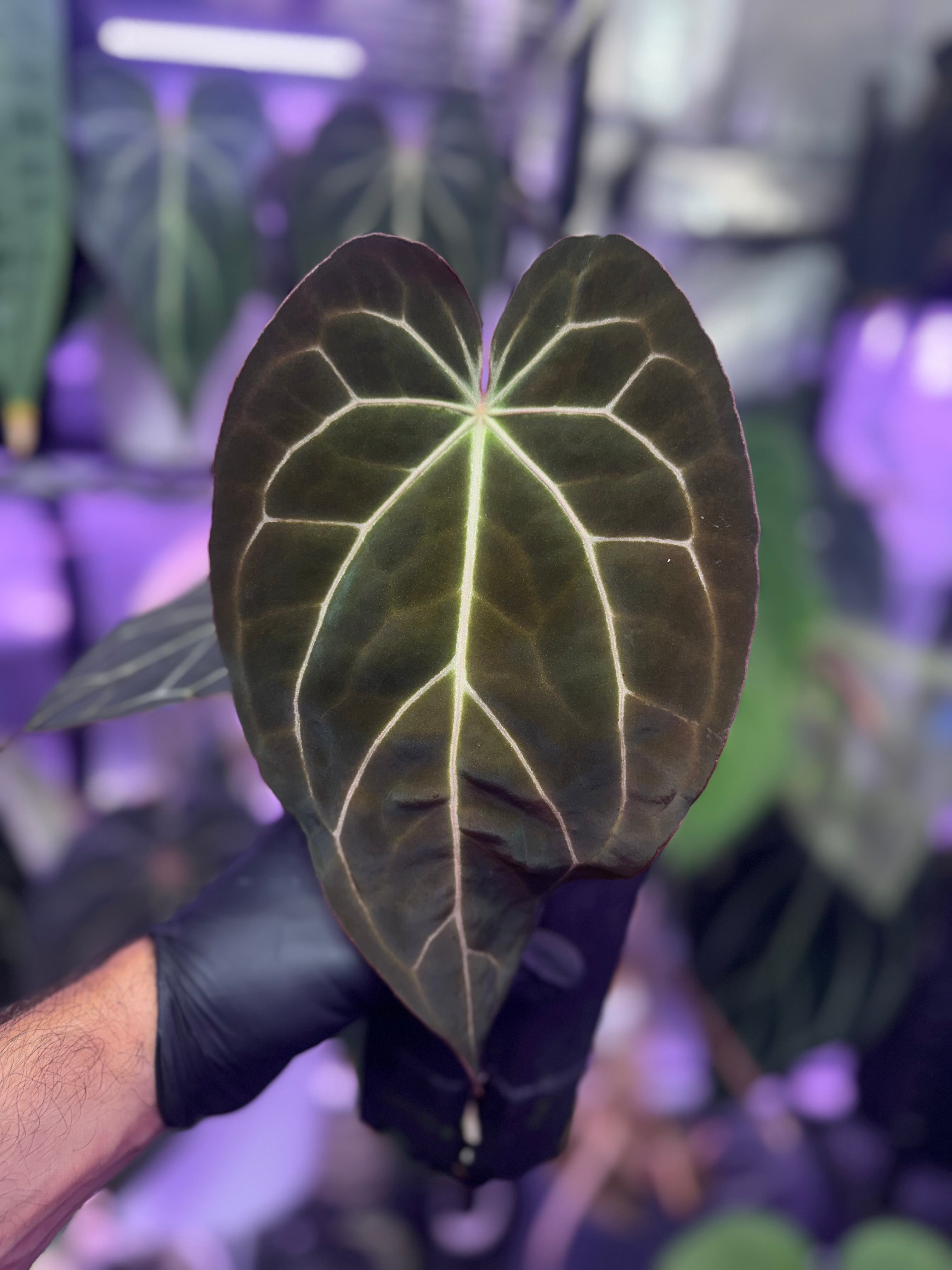Anthurium (carlablackiae “District” x “Black Widow x Michelle Buz2”) x Tim Anderson “Stripey”