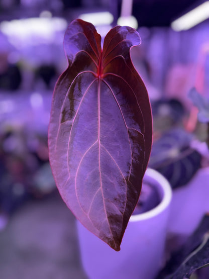 variegated Anthurium forgetti x Red Spider sprout