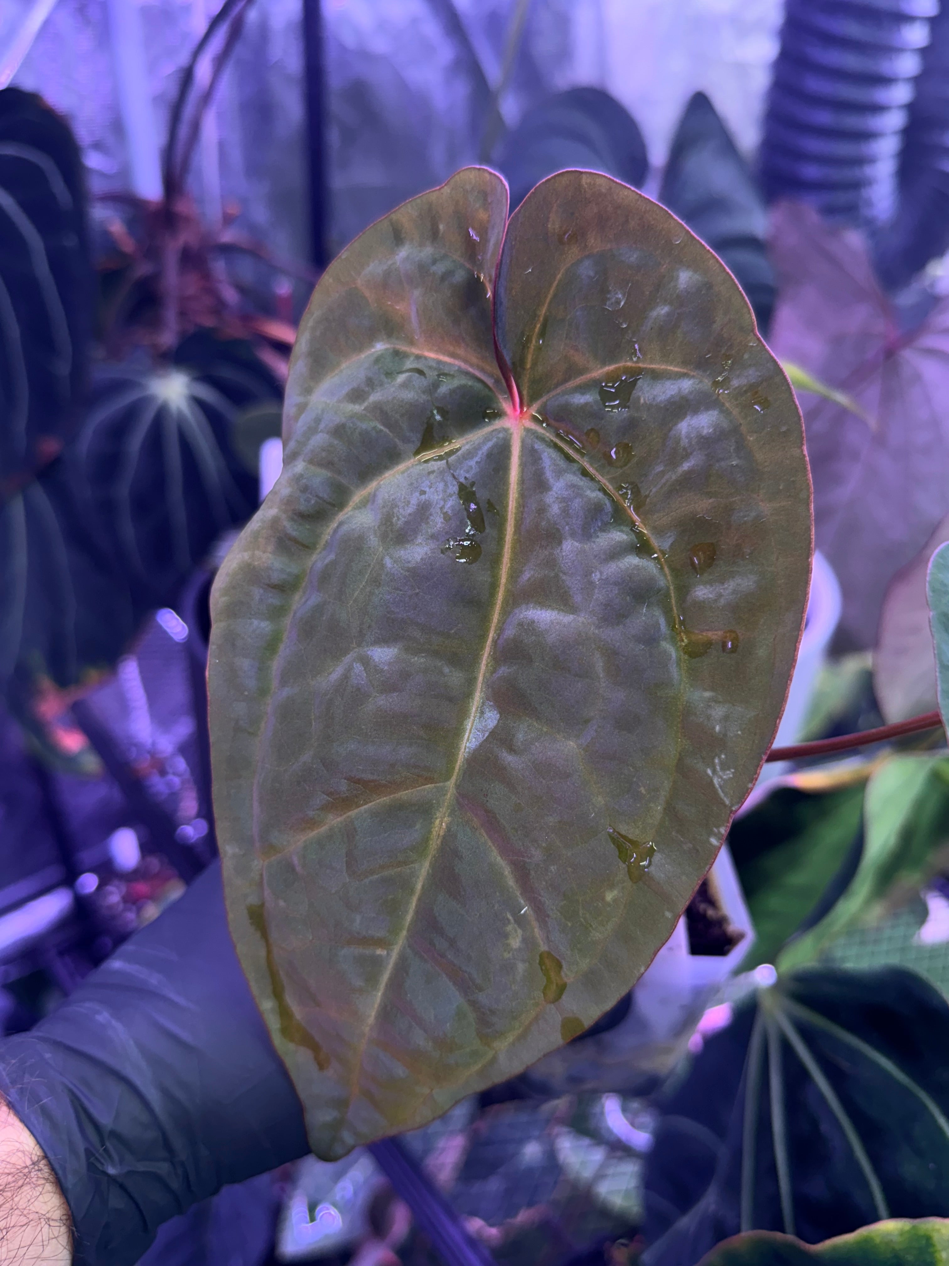 Anthurium Udaka x RG dressleri clone#2