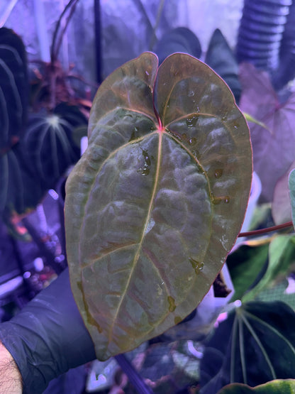Anthurium Udaka x RG dressleri clone#2