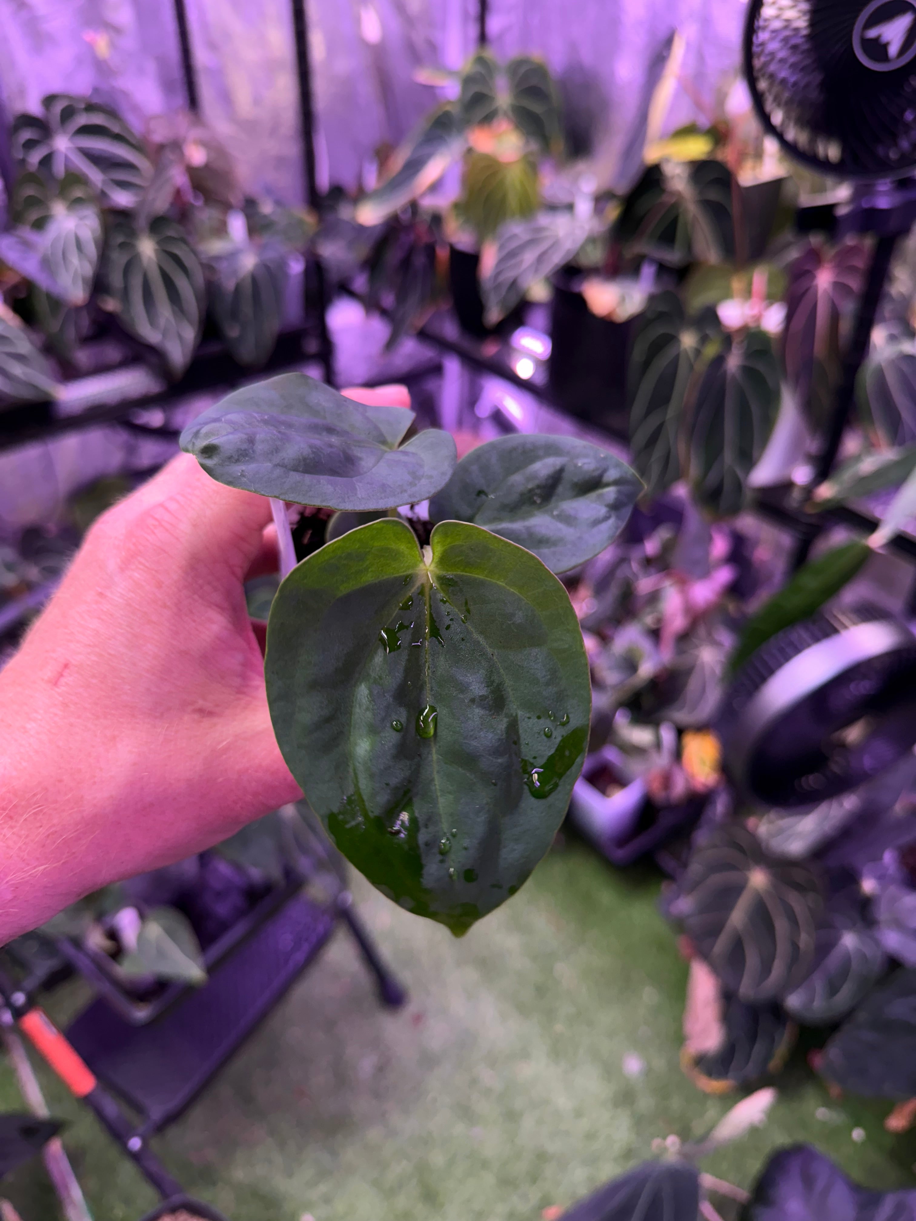 Anthurium Blood Moon x BVEP