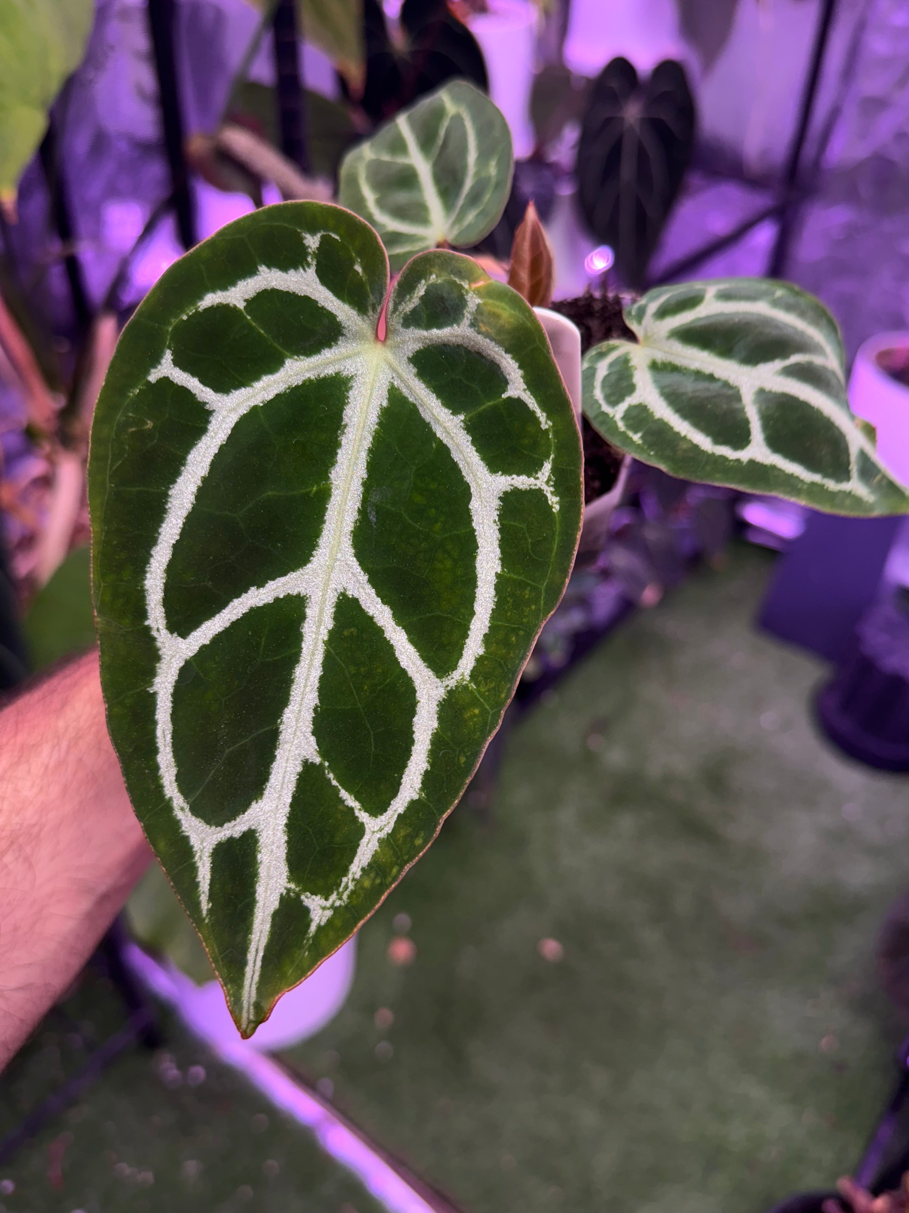 Anthurium crystallinum ‘Chocolate’ x (Black widow x Michelle)