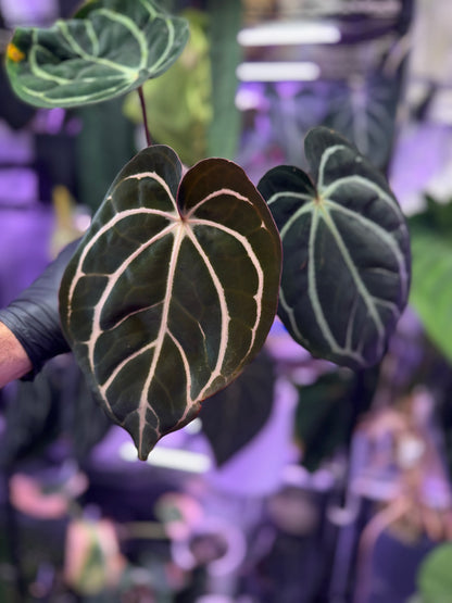 Anthurium carlablackiae Buz1 x RA5x10