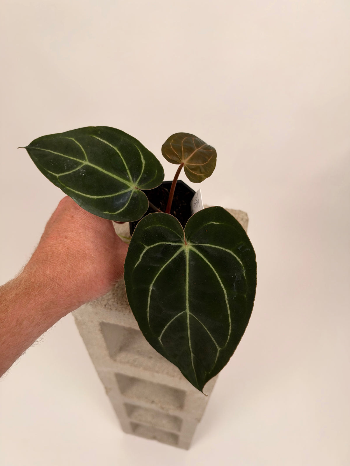Anthurium (antolakii "Elefont" x "Black Widow x Michelle Buz1") x carlablackiae "Buz 1 x RA8 #2" - A