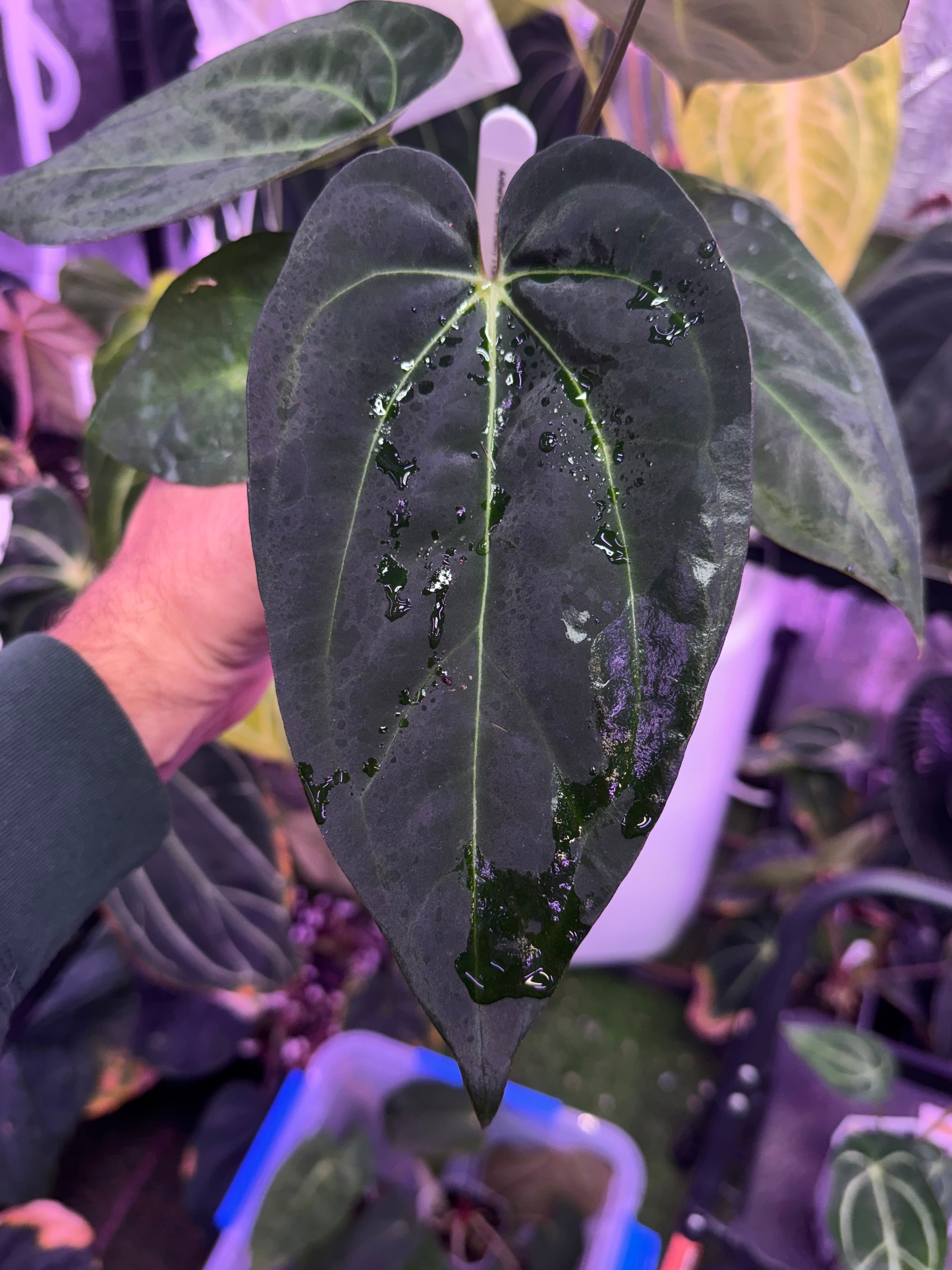 Latest Drops – Buz Plants