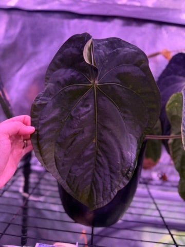 Anthurium "Udaka" x dressleri RG founder clone #2 03