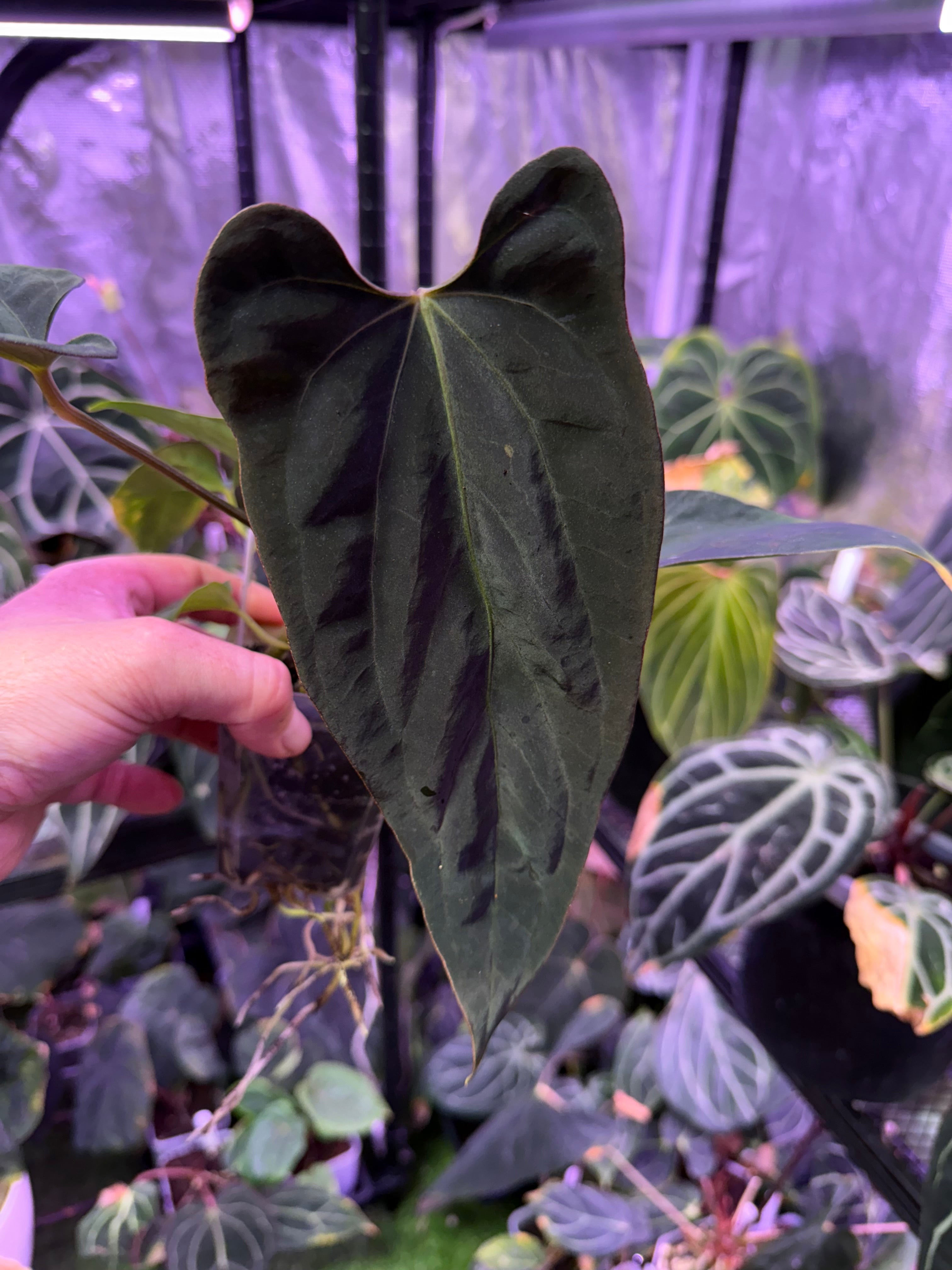 Anthurium (dressleri x carlablackiae) x (dressleri x portillae)