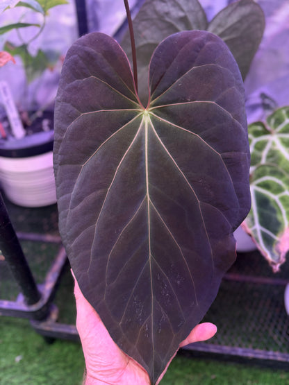 Anthurium (BVEP x ‘Black Widow x Michelle) x ‘Black Widow x Michelle’