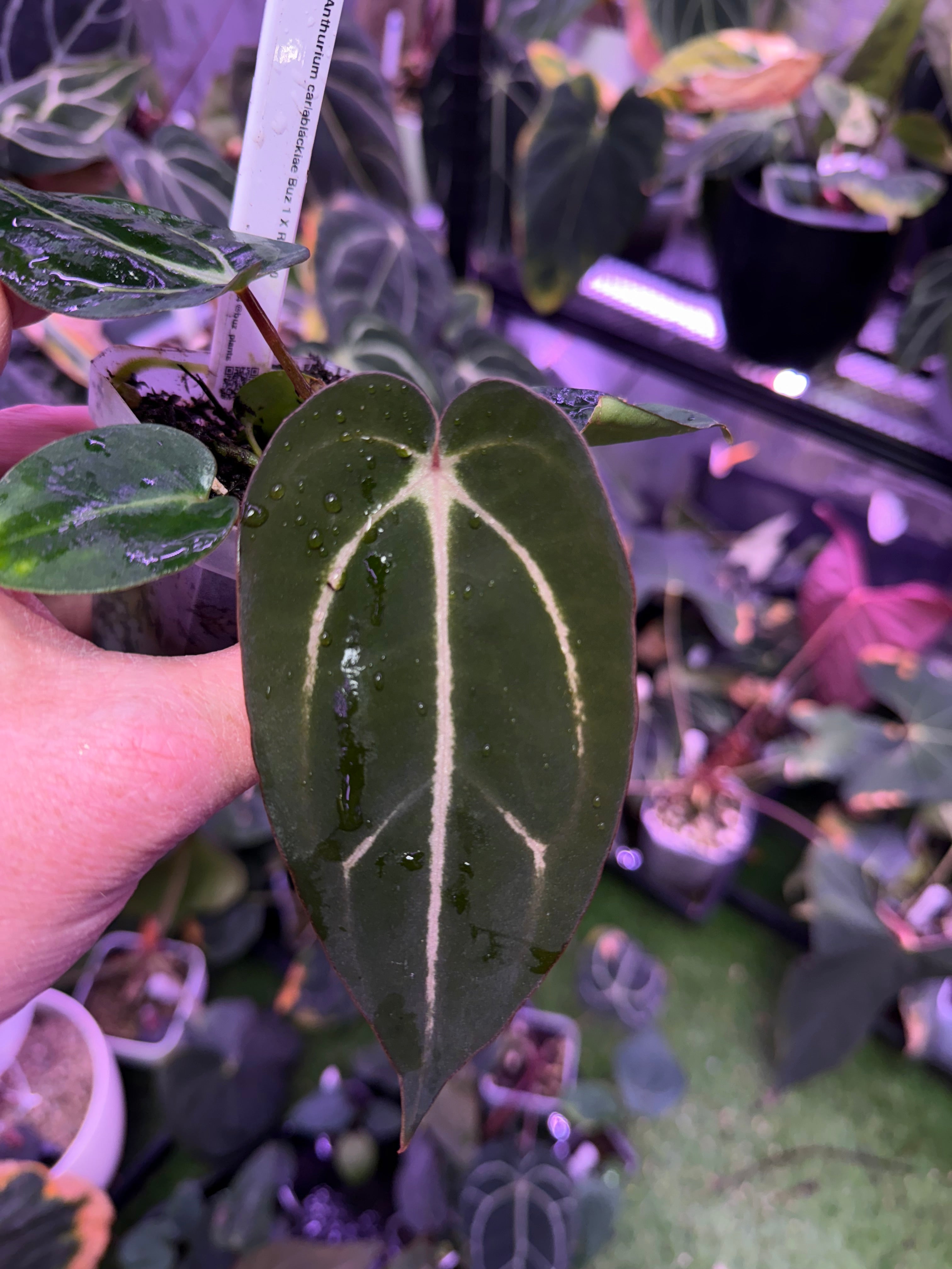 Anthurium carlablackiae Buz 1 X RA5x10 B