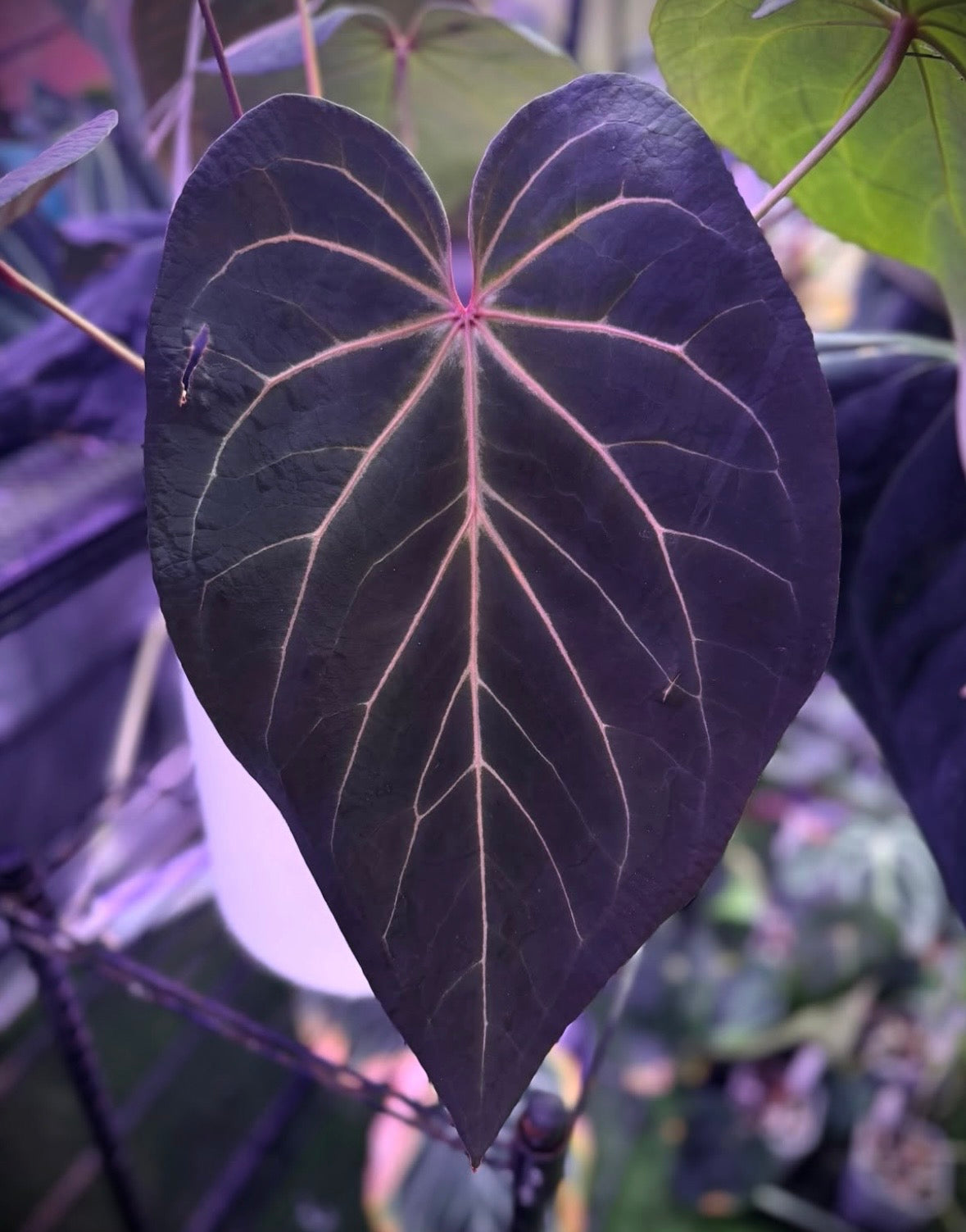 Anthurium BWMDB#1 x Dorito