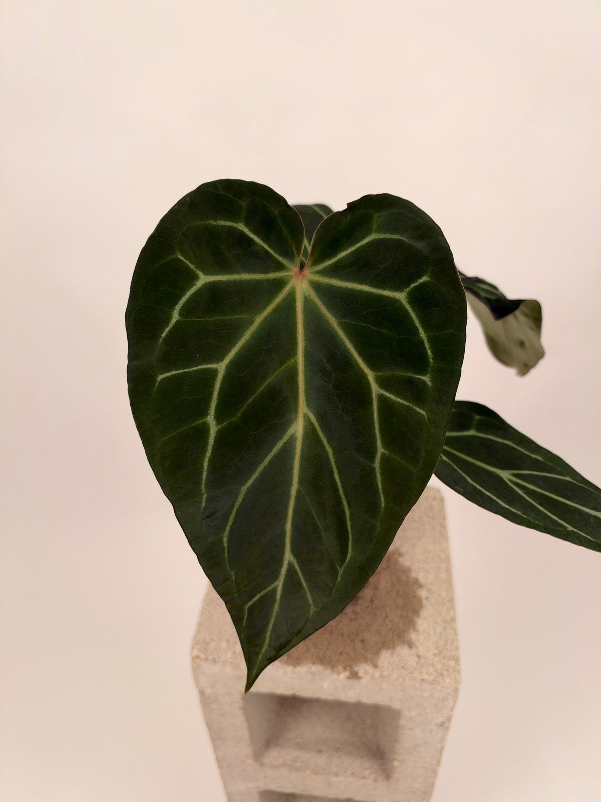 Anthurium Black Widow x Michelle X mag ‘Norte’ - A