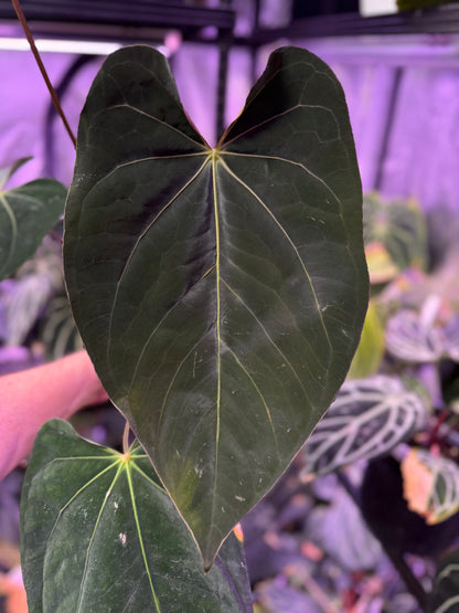Anthurium PanaMama 3.0 X (dressleri x Carla) - large flowering