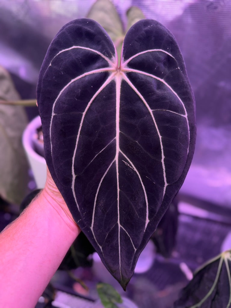 Anthurium carlablackiae "Round x GPH001" - cut of my mother