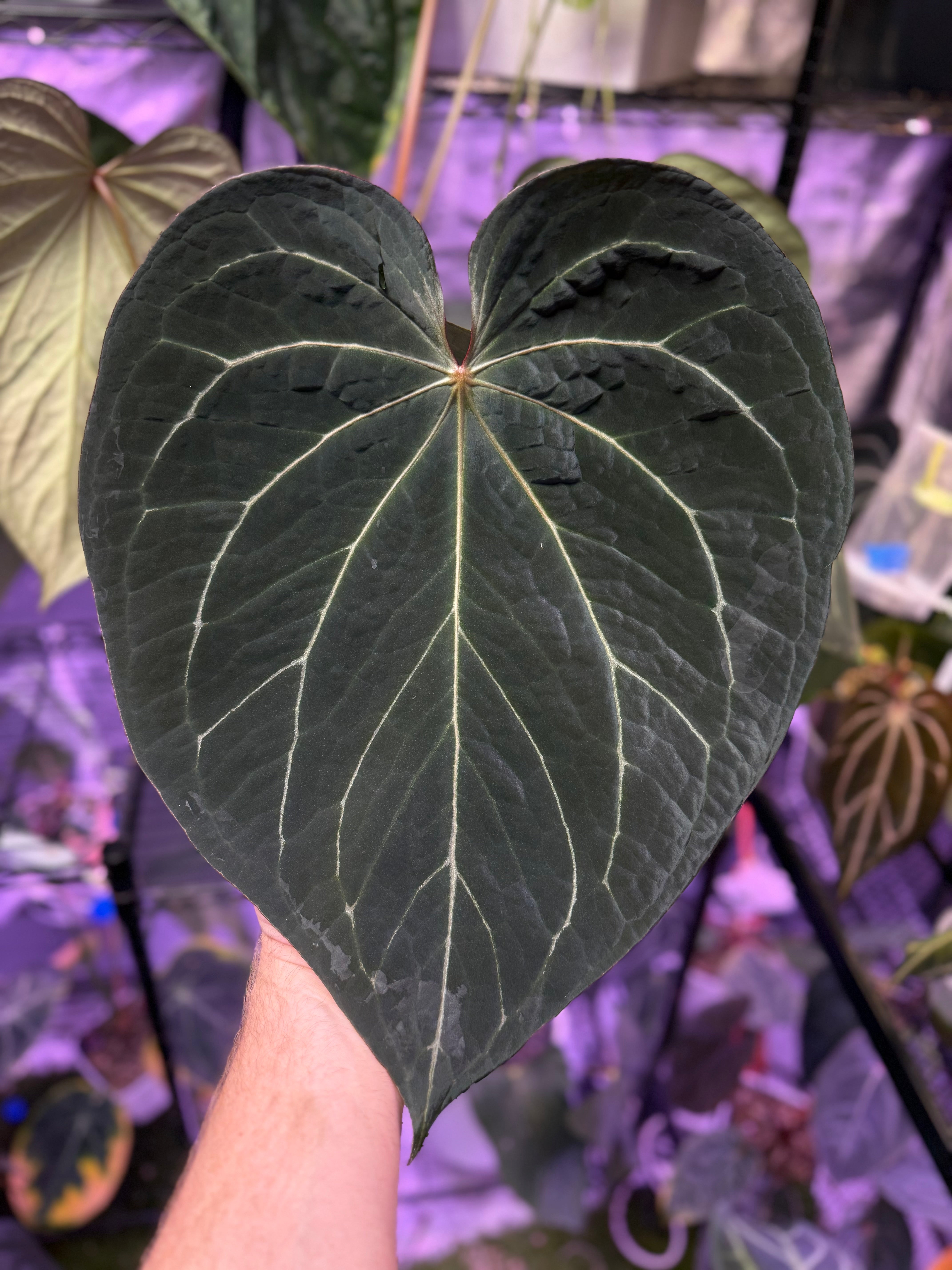 Anthurium cf. crystallinum x Tim Anderson ’Stripey’