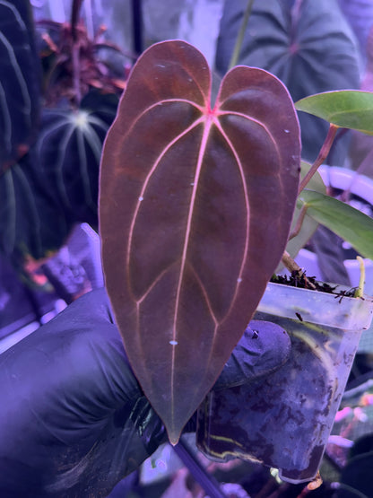 Anthurium Blach Cherry x carlablackiae RA8