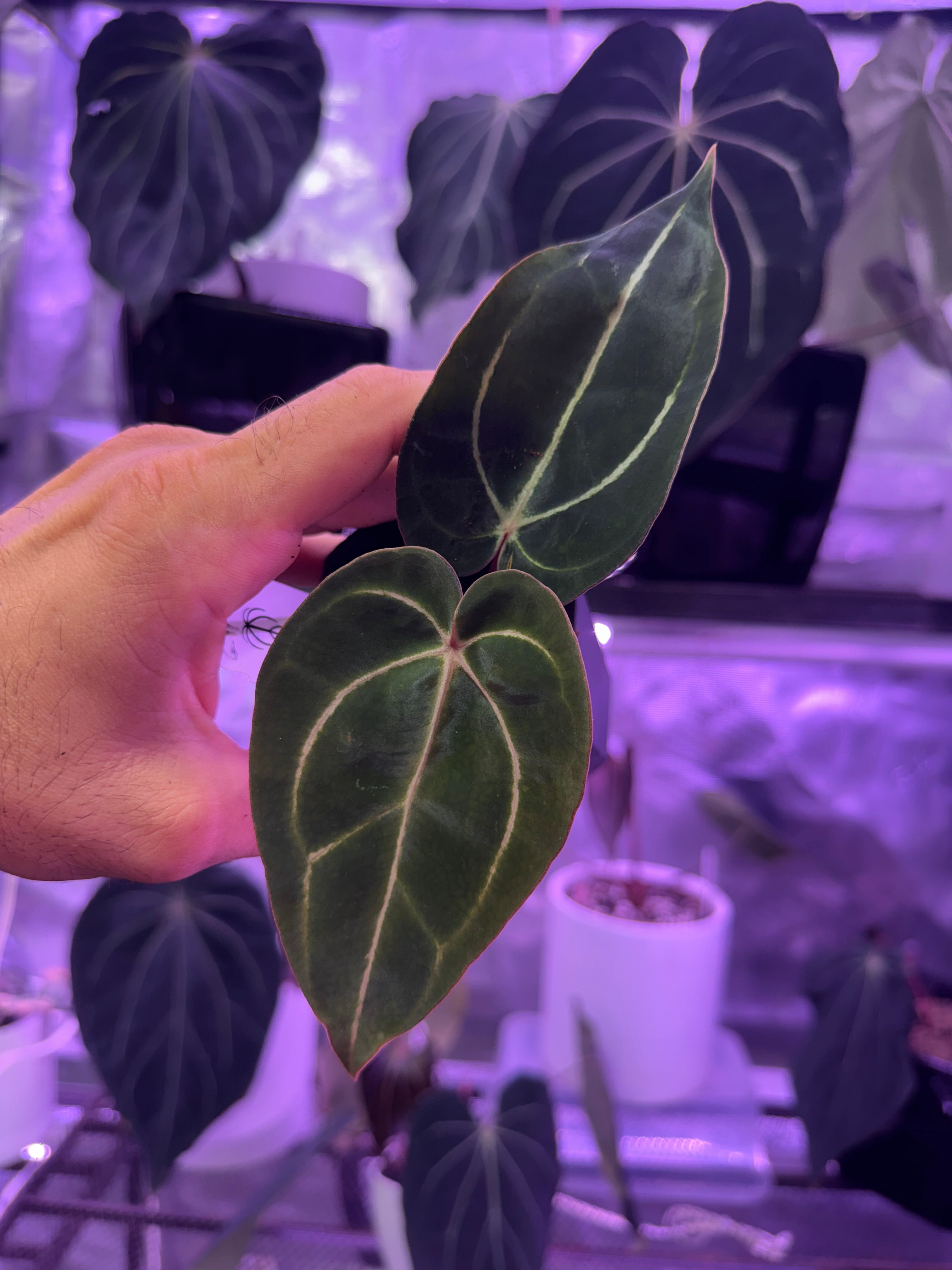 Anthurium carlablackiae Hybrids | Buz Plants