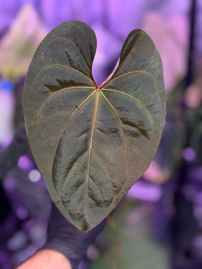 Anthurium (carlablackiae x luxurians) x (dressleri x carlablackiae)