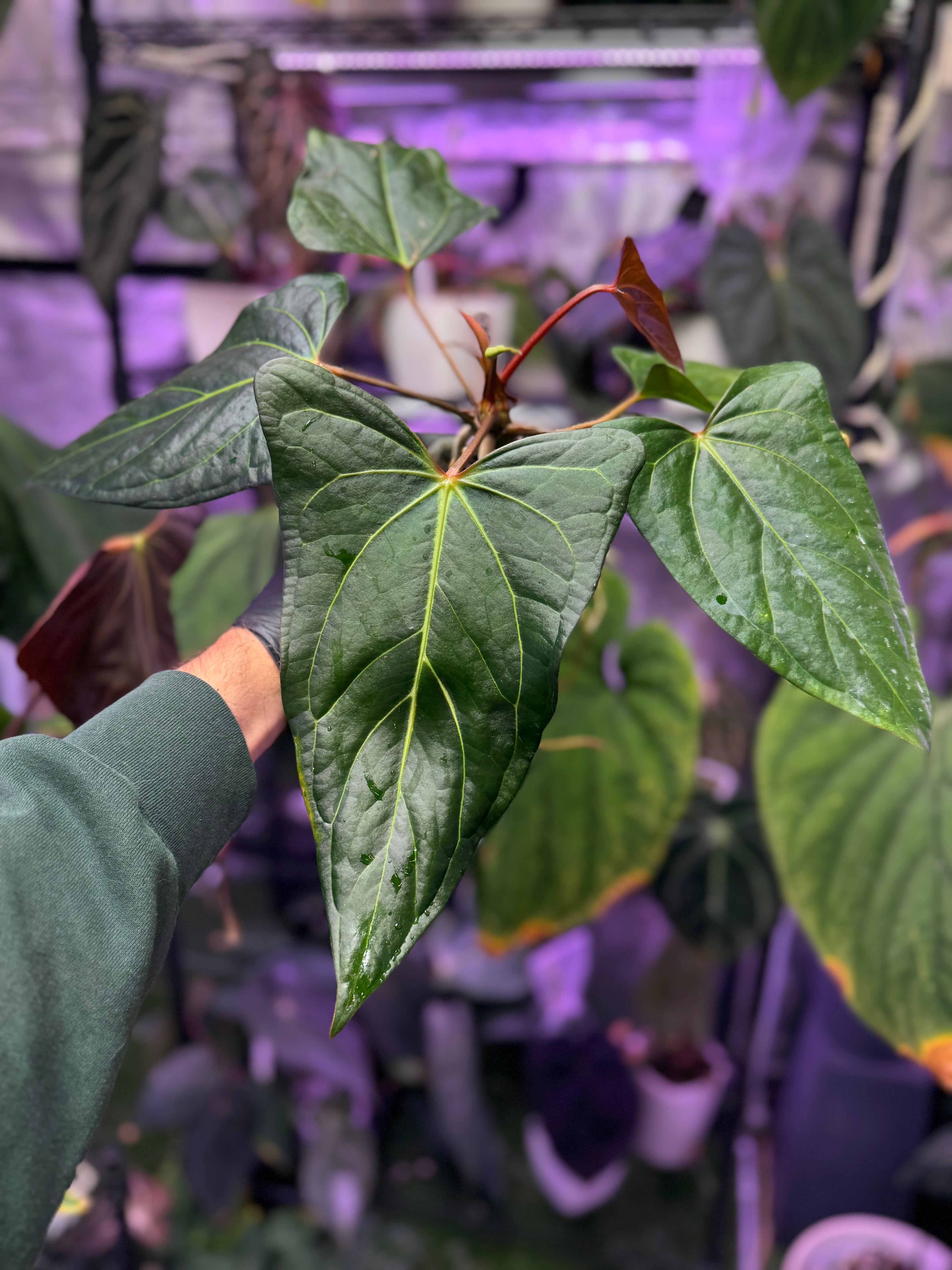 Anthurium carlablackiae "RA15" x ustuopoense - flowering