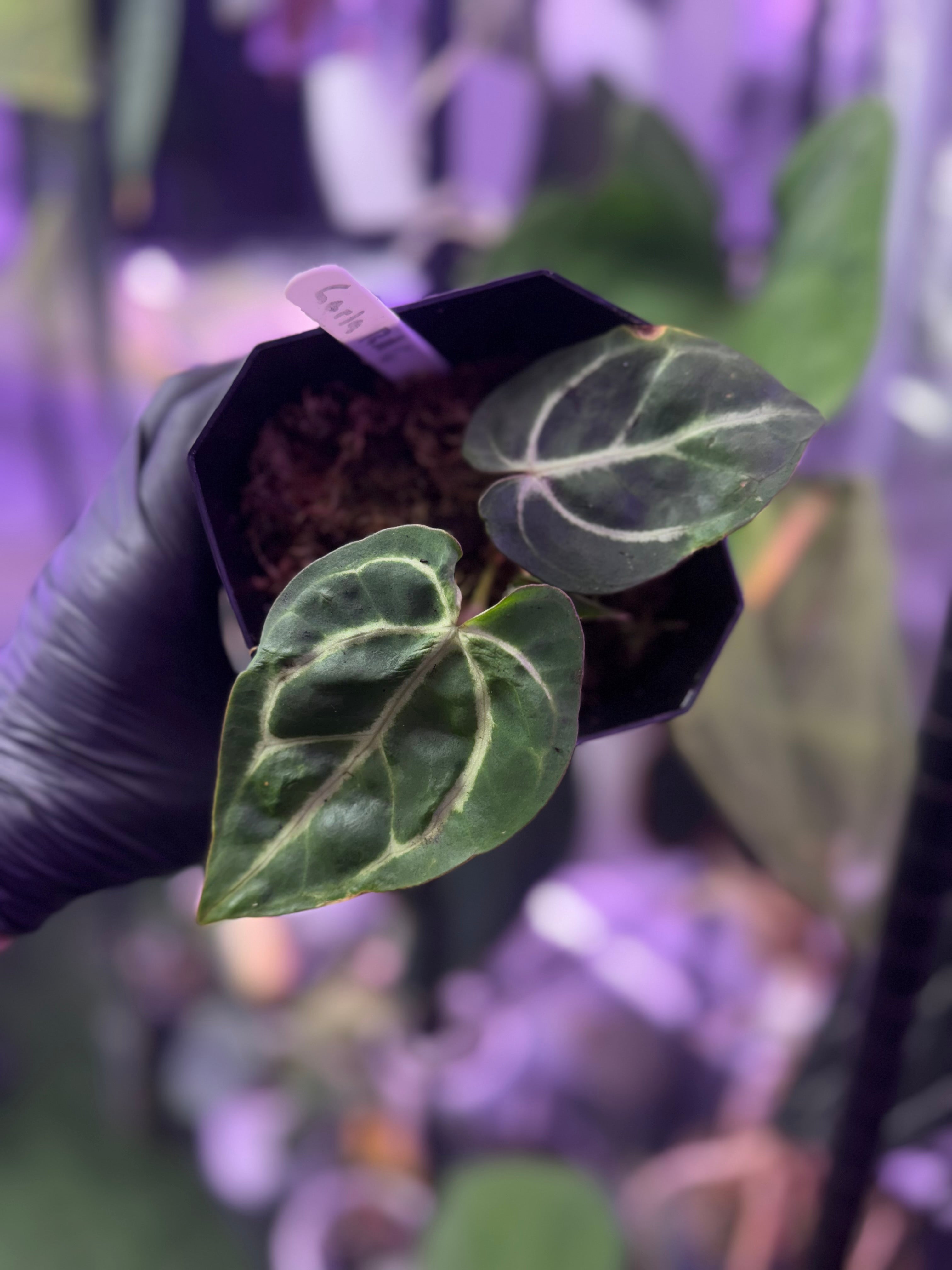 Anthurium carlablackiae – Buz Plants