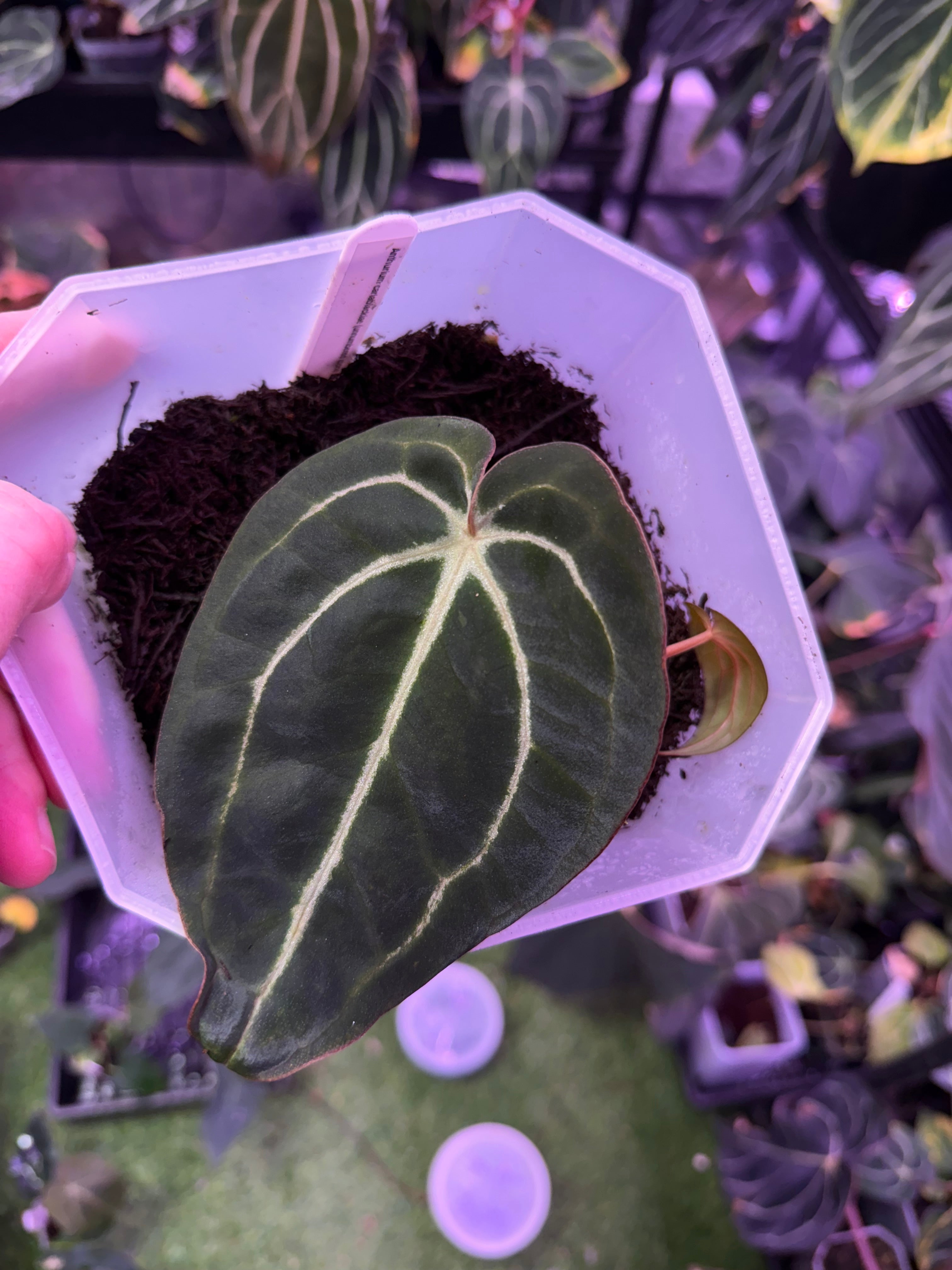Available plants – Buz Plants Available plants – Buz Plants