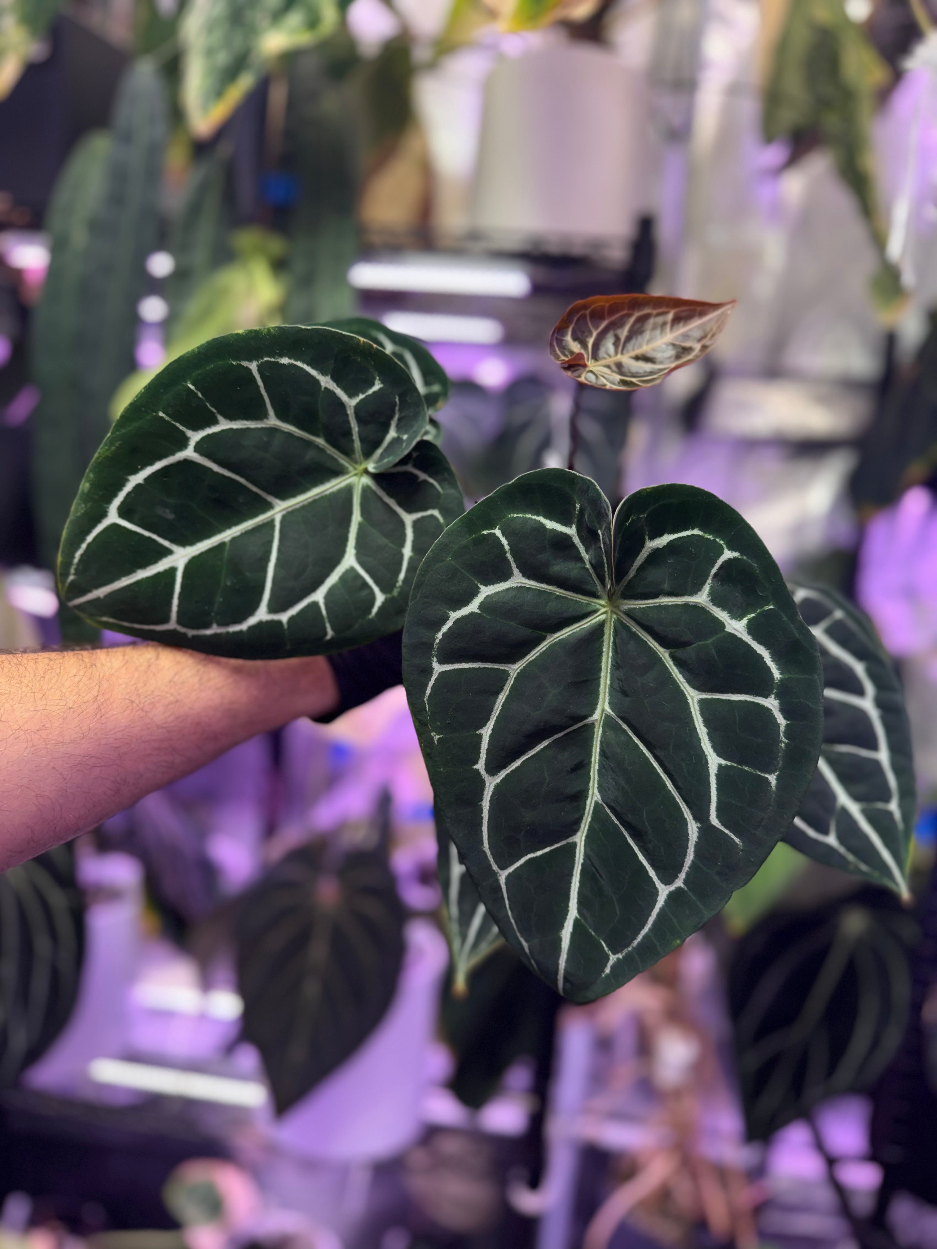 Anthurium crystallinum “Chocolate” x “Black Widow x Michelle”