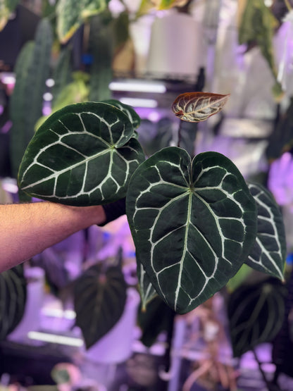 Anthurium crystallinum “Chocolate” x “Black Widow x Michelle”