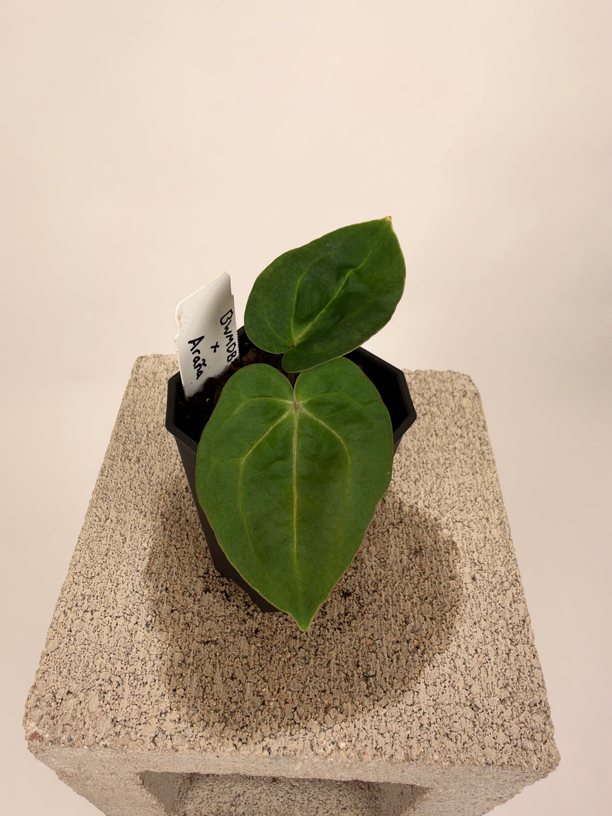 Anthurium "BWMDB #1" x "Araña"
