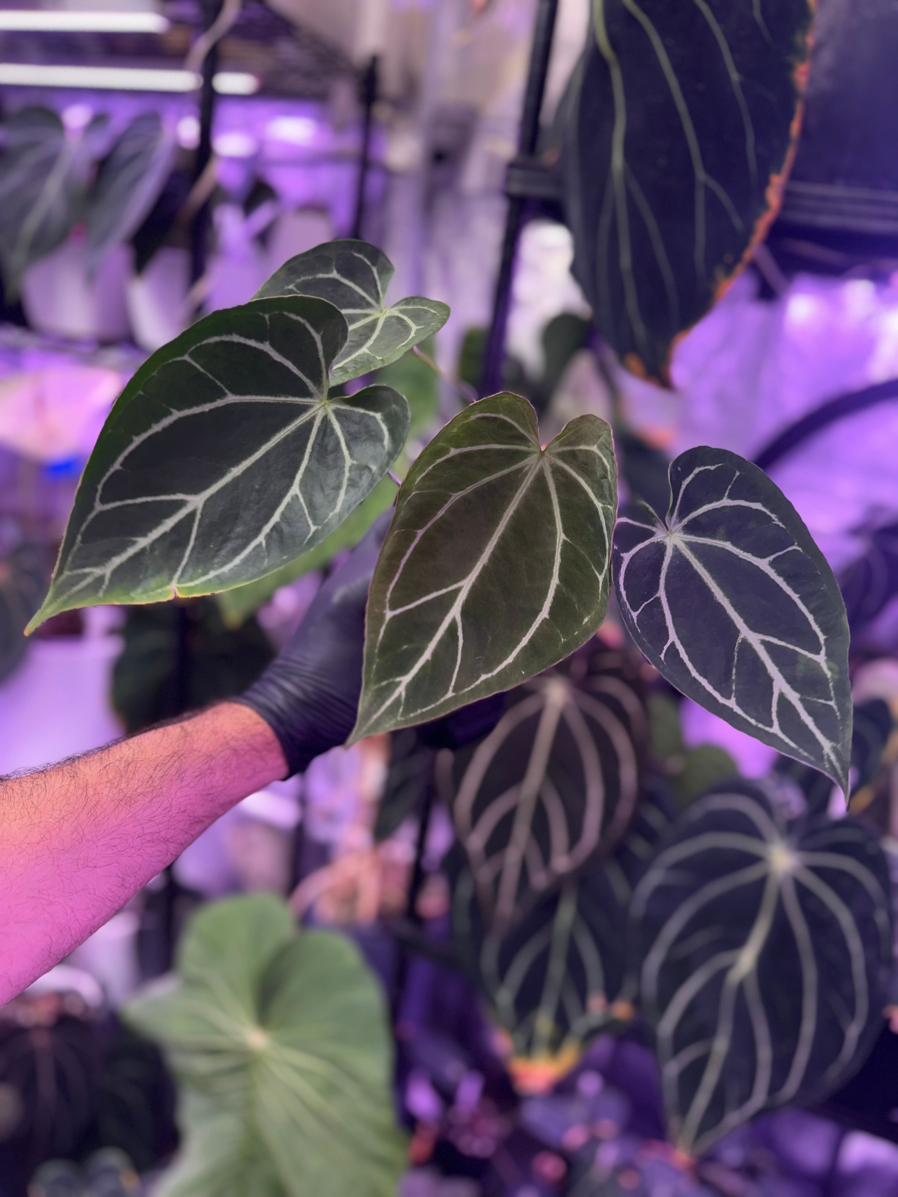 Anthurium FTG crystallinum x Tim Anderson Stripey