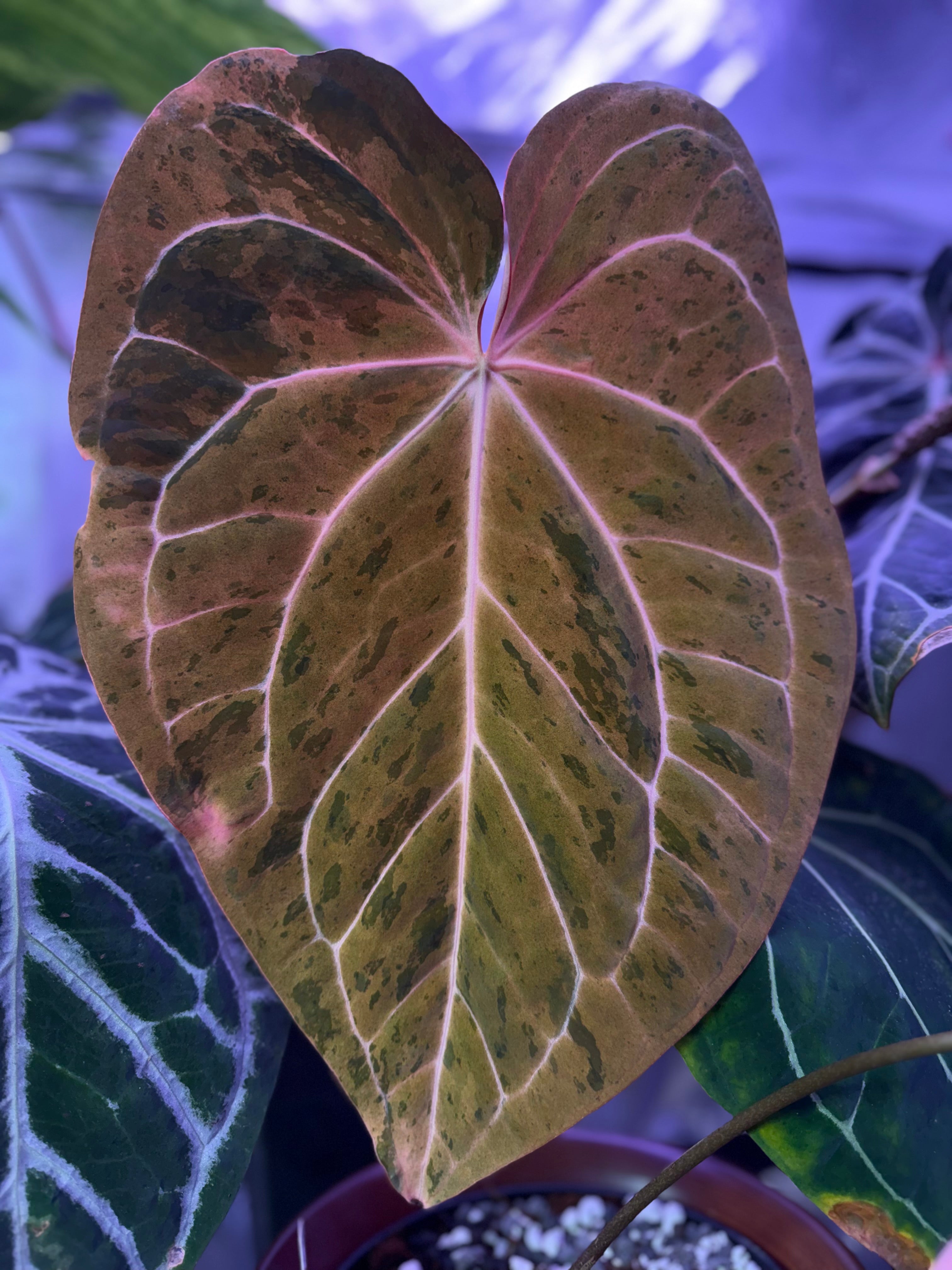 var. Anthurium ‘Snake Oil Buz2’ x ‘papillilaminum Ralph Lynam x self’