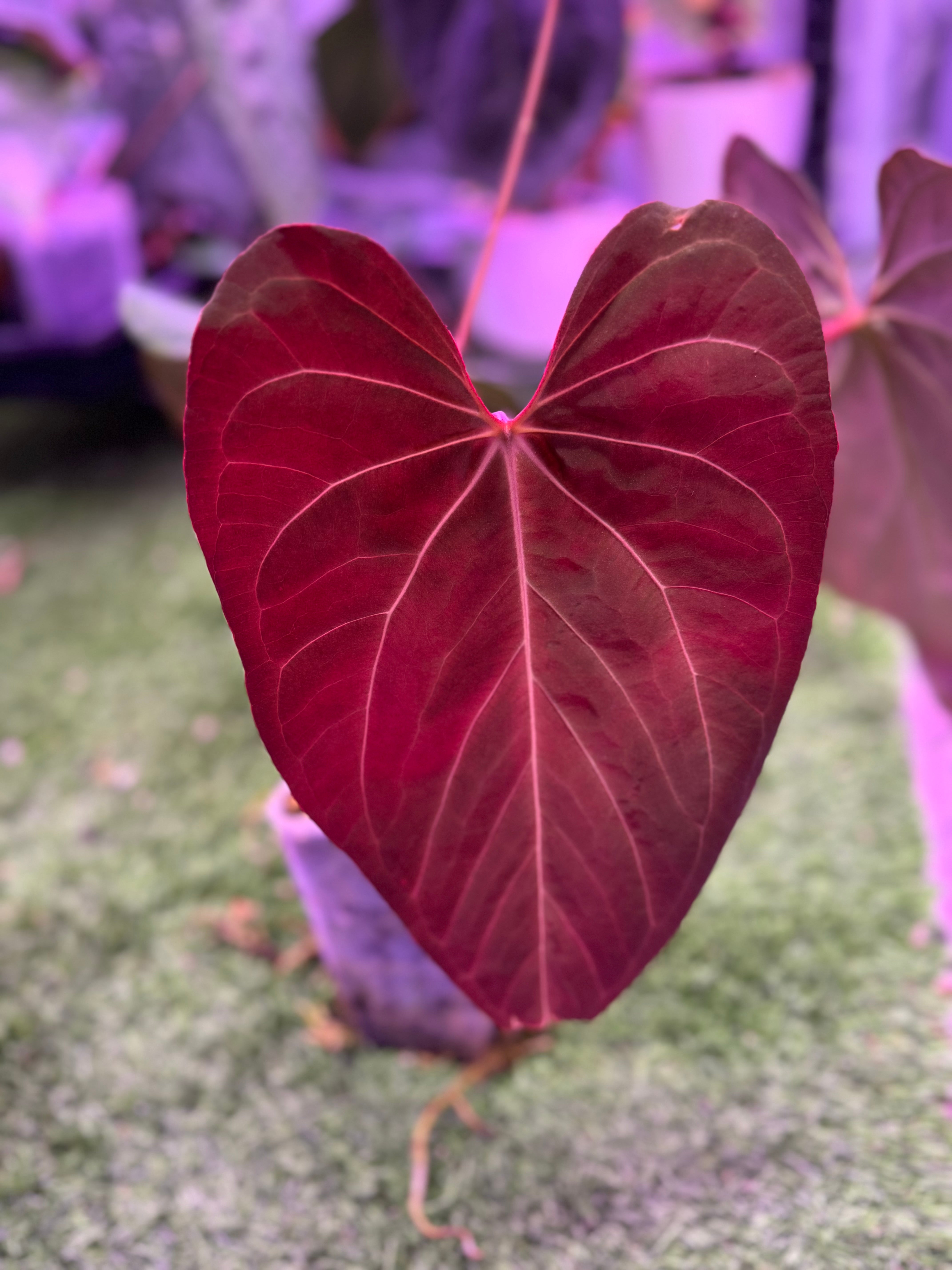 Anthurium crystal mag purple x NSE port *flowering*