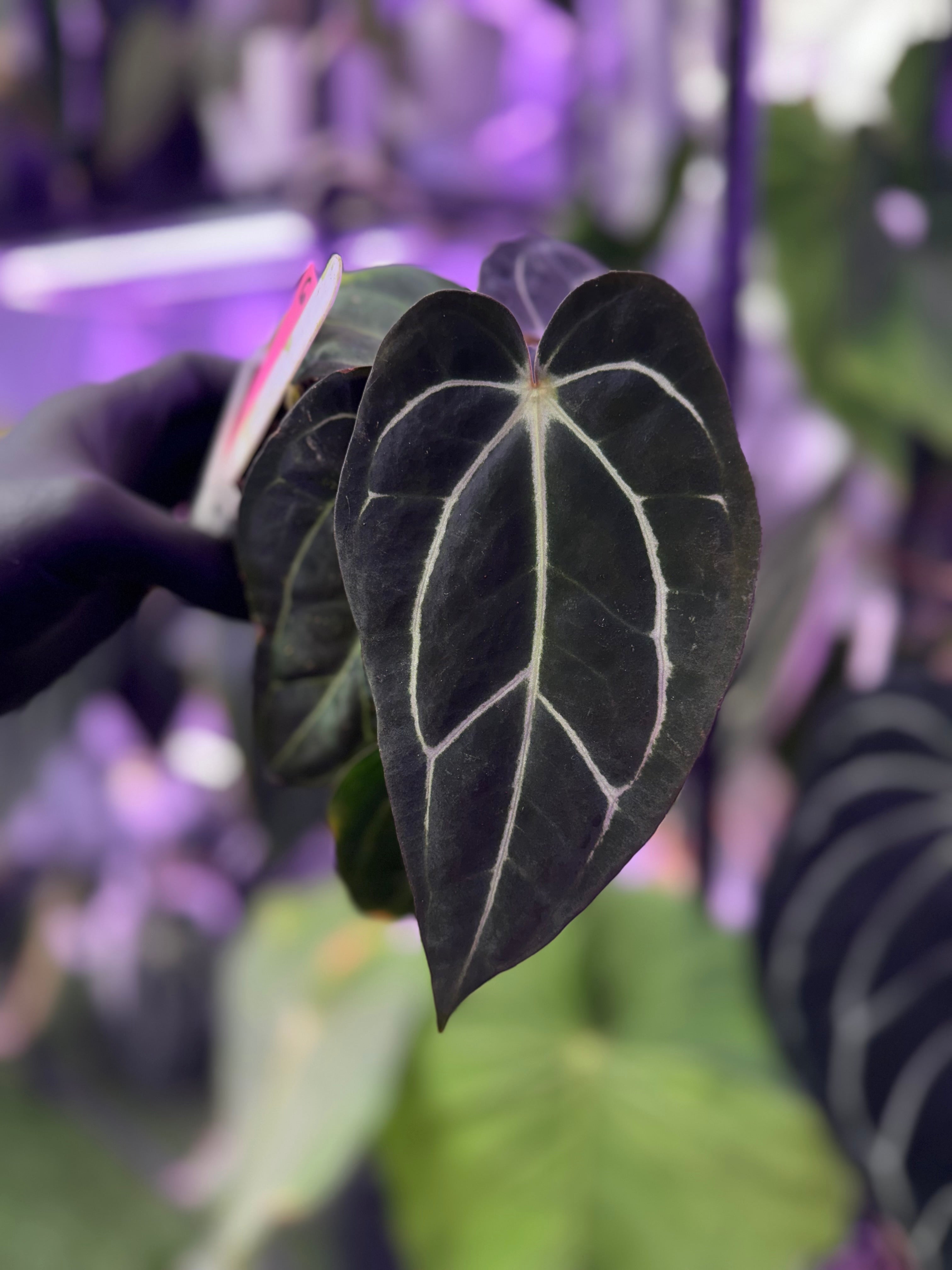 Anthurium carlablackiae OG3 x Buz1