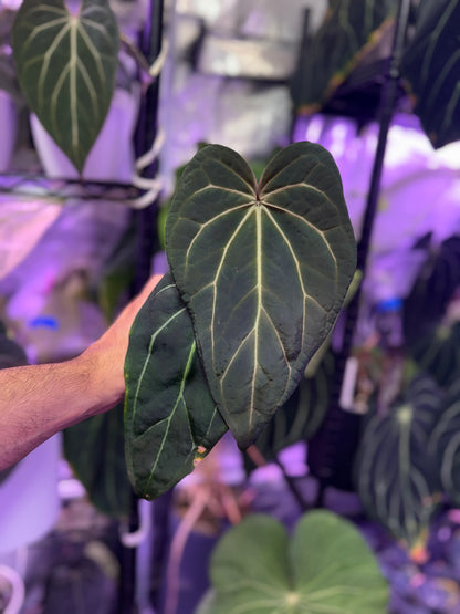 Anthurium Araña x Stripey