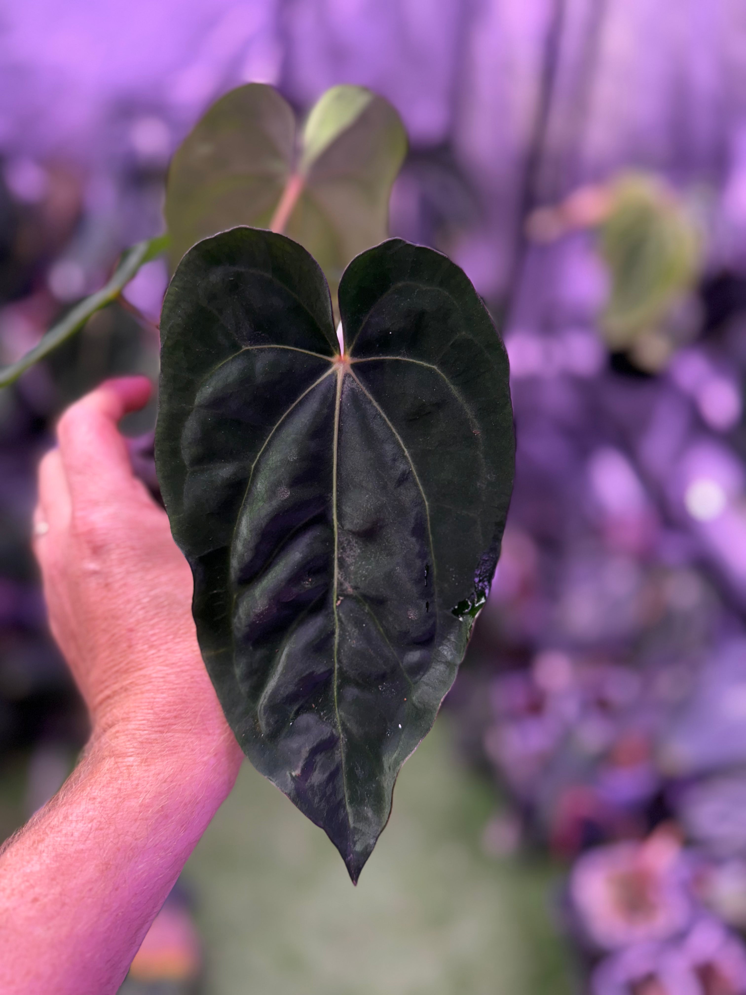 Anthurium dressleri NSE x carlablackie RA8