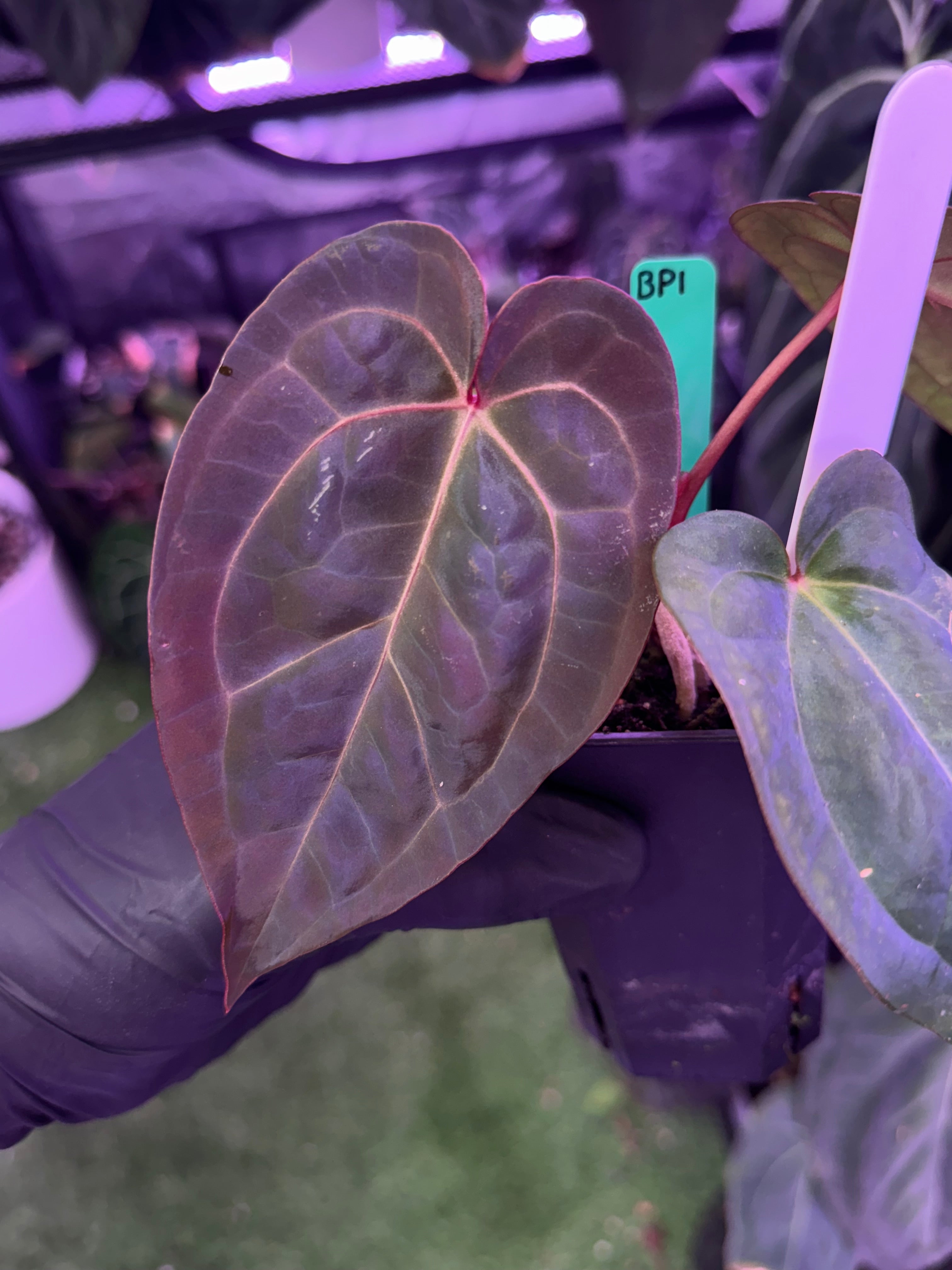 Anthurium Michelle x RVDP